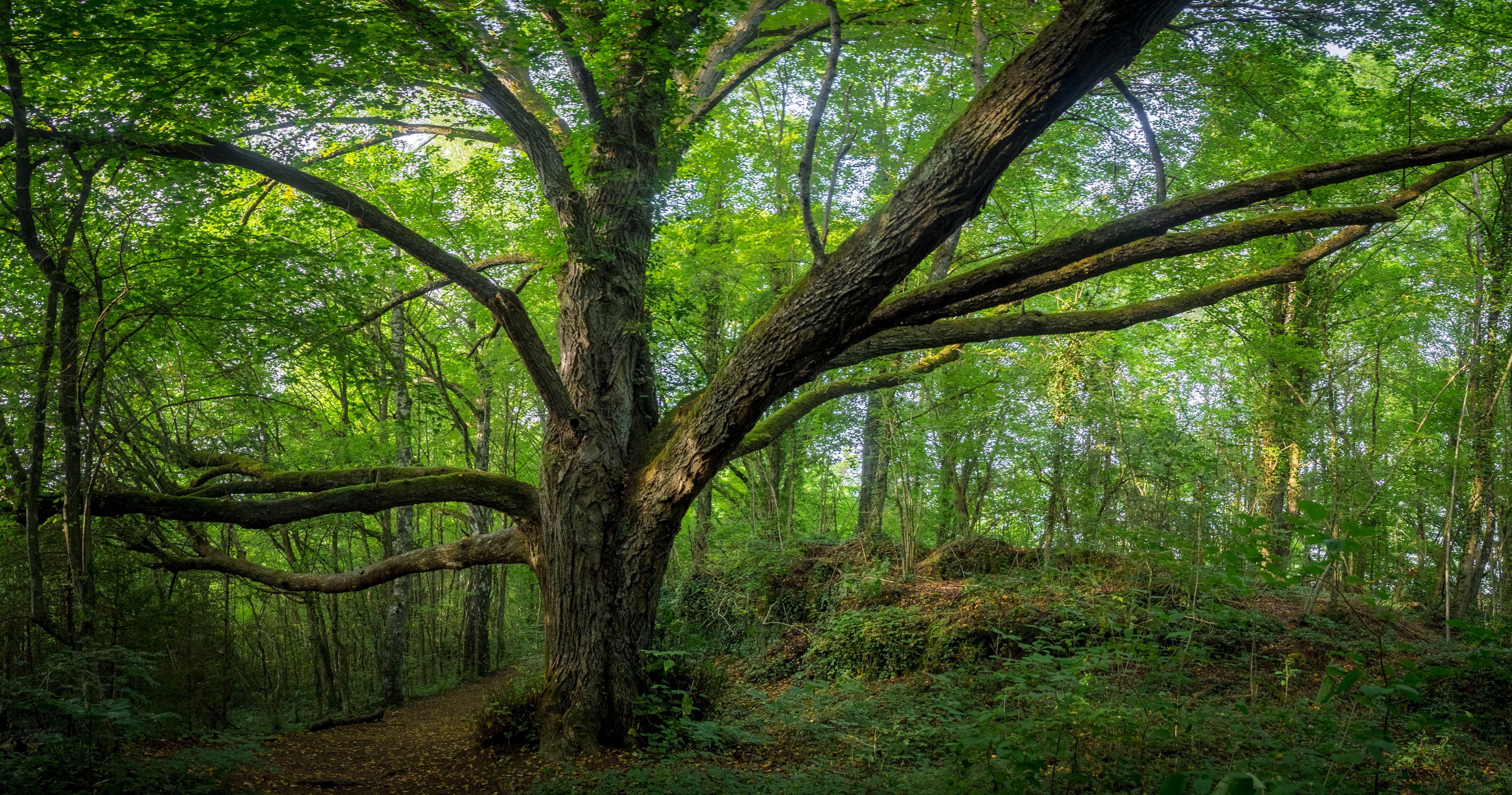 Large tree with sprawling branches in a German forest HD Wallpaper