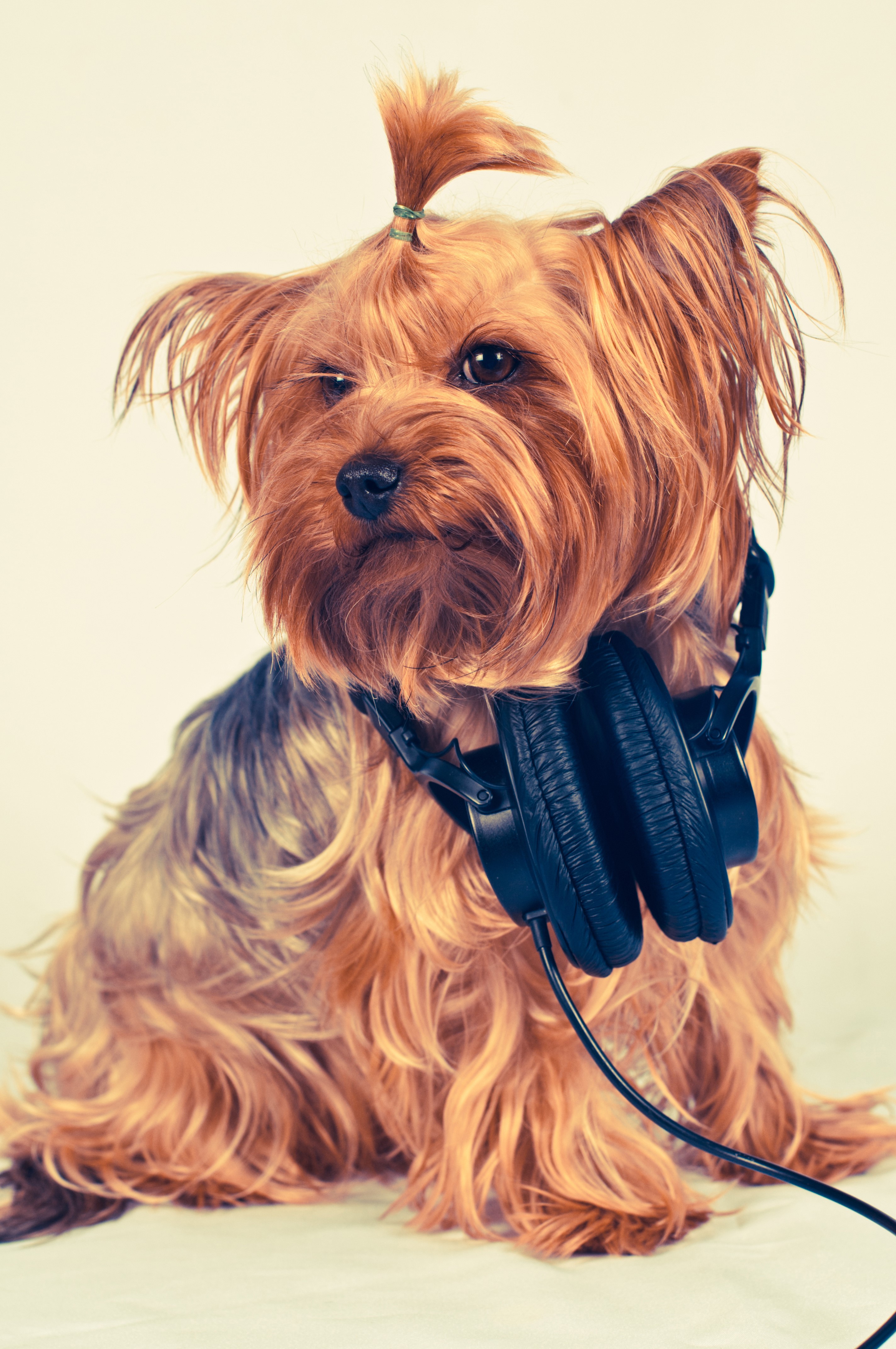Yorkshire Terrier wearing headphones HD Phone Wallpaper