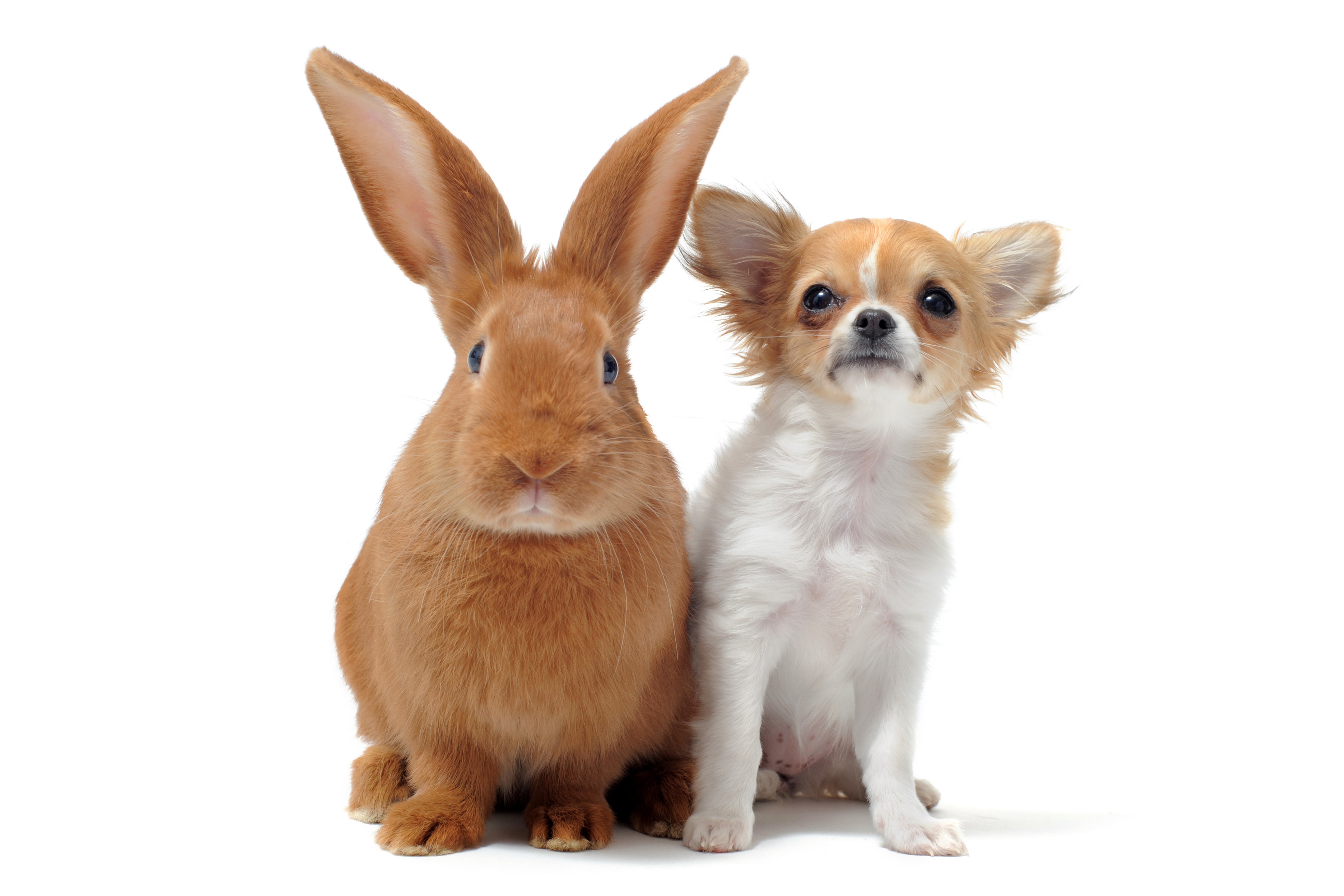 Chihuahua and Rabbit on White Background HD Wallpaper