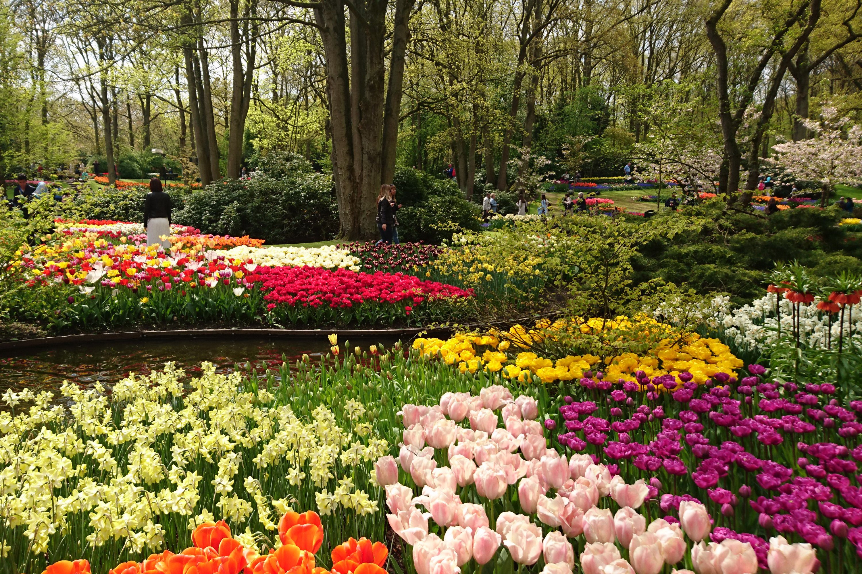 Keukenhof Gardens with Tulips and Daffodils in the Netherlands HD Wallpaper