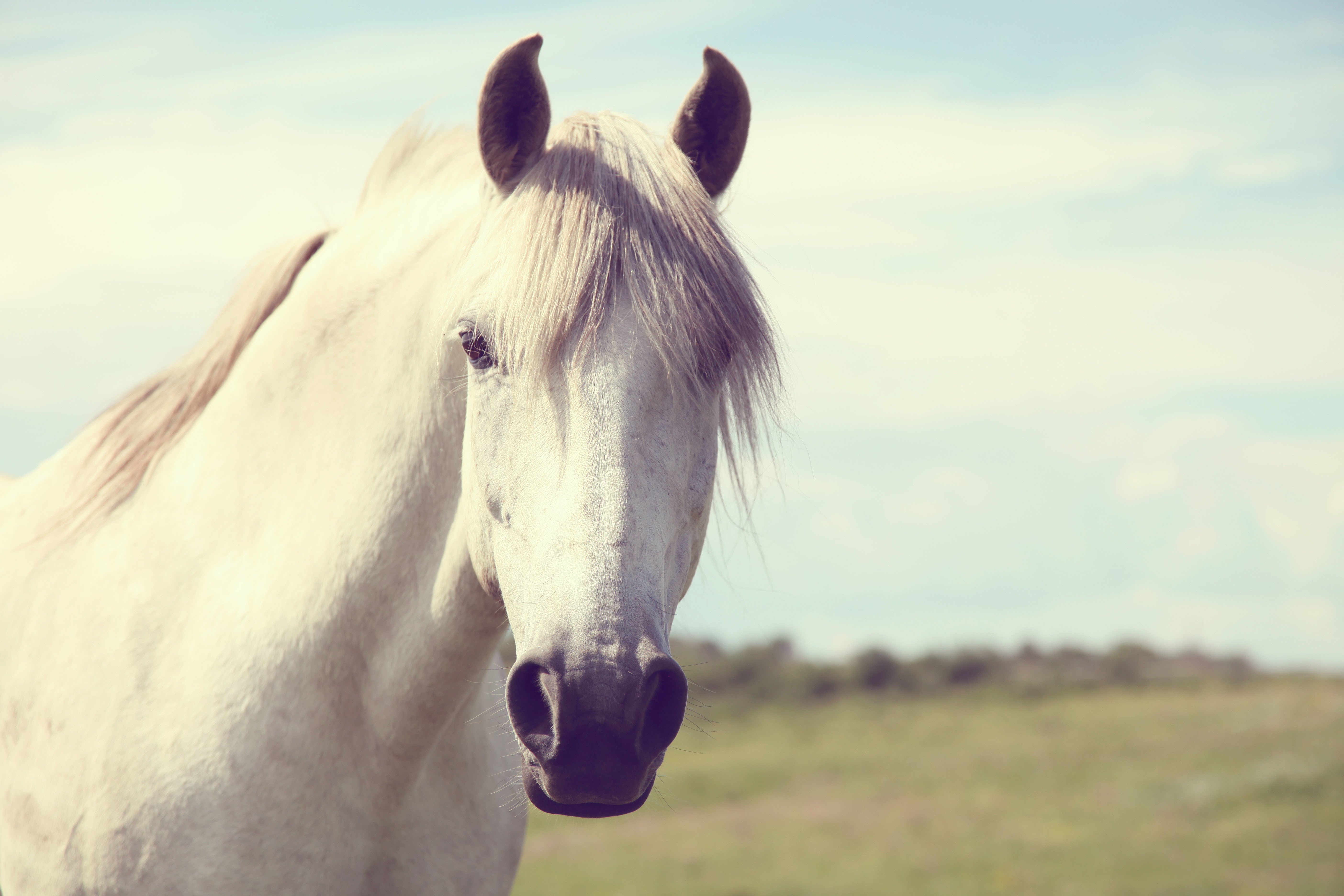 White Horse Head Close-up HD Wallpaper