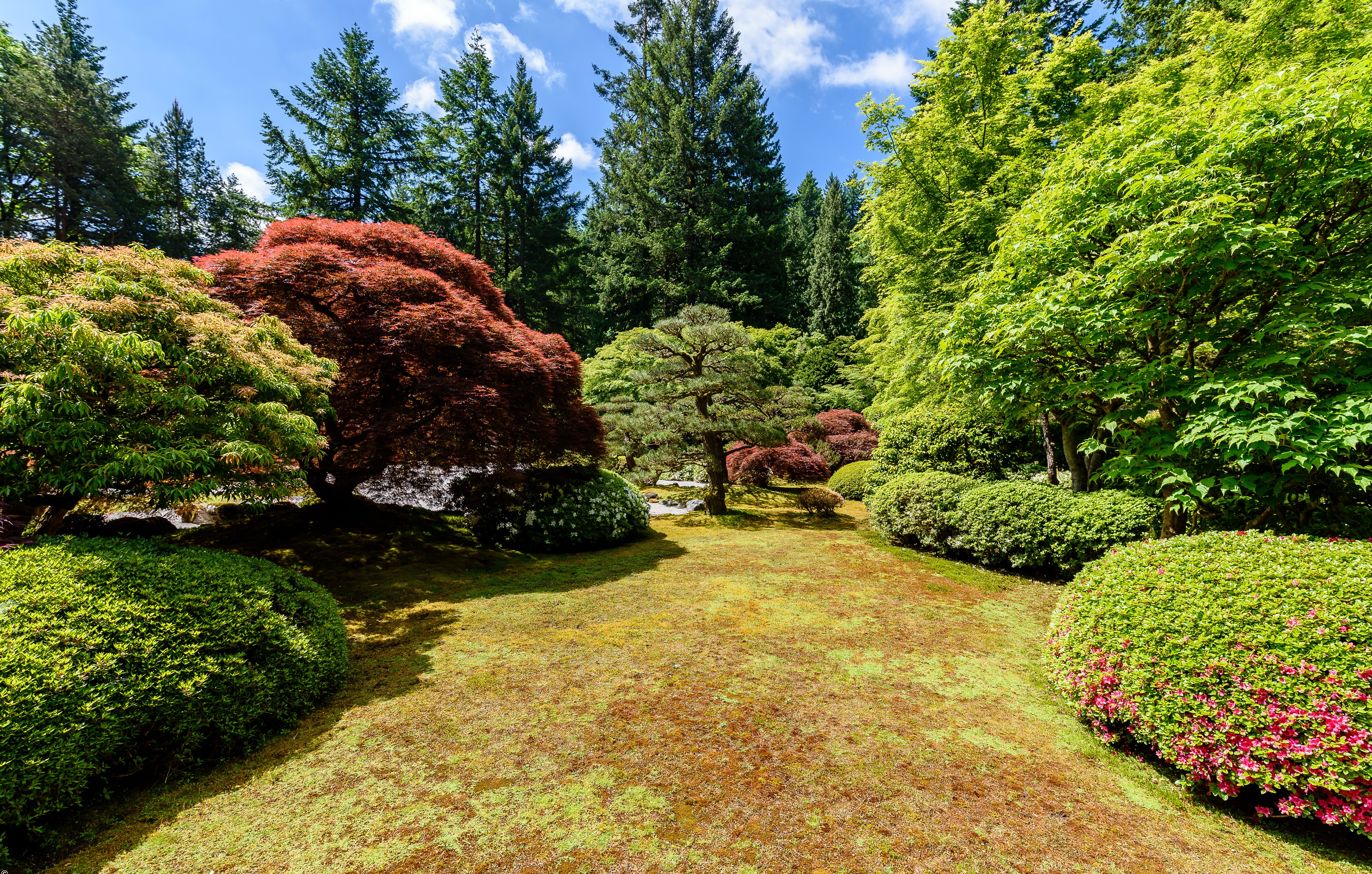 Portland Japanese Garden with trees and shrubs HD Wallpaper