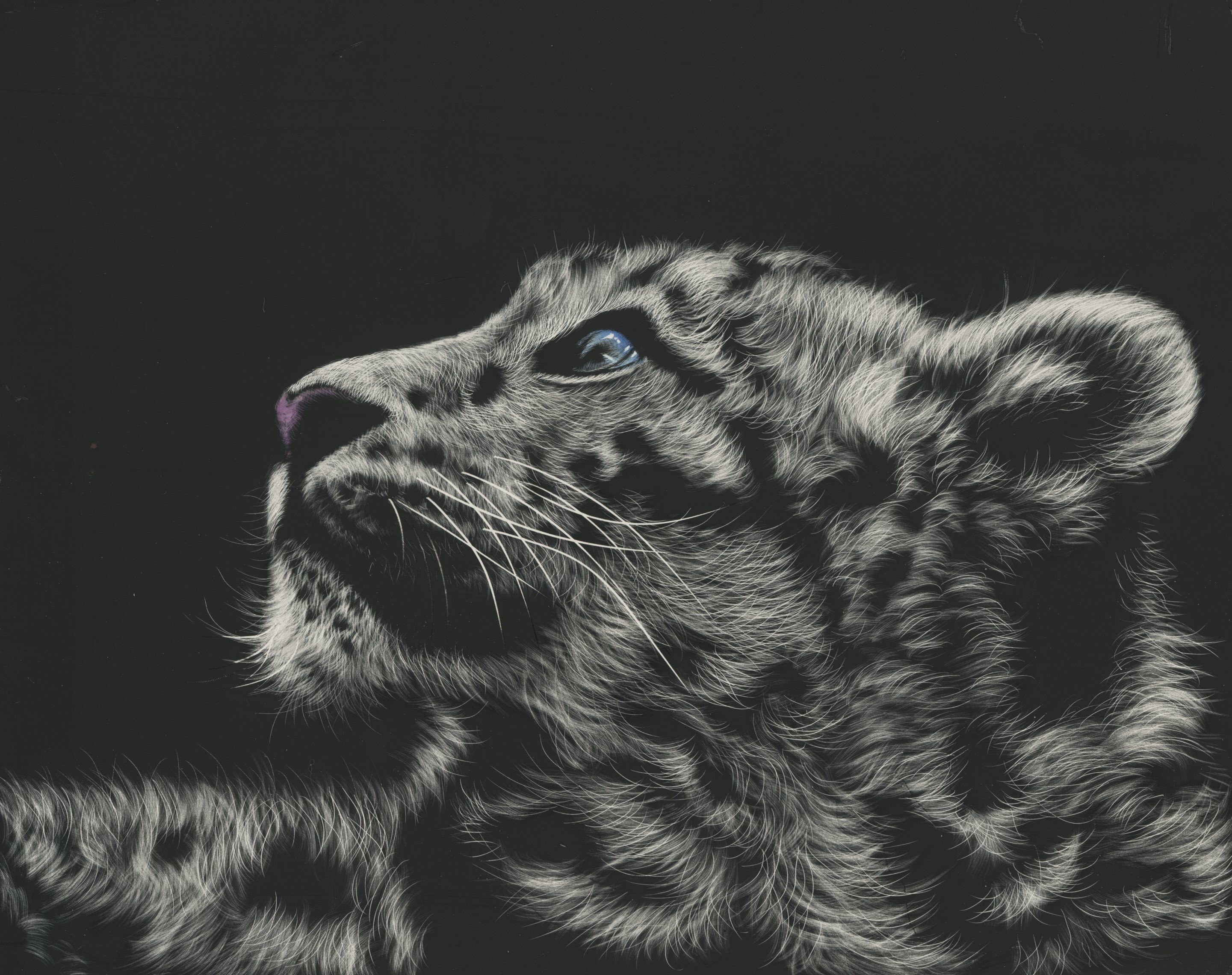 Painting of a snow leopard cub looking up HD Wallpaper