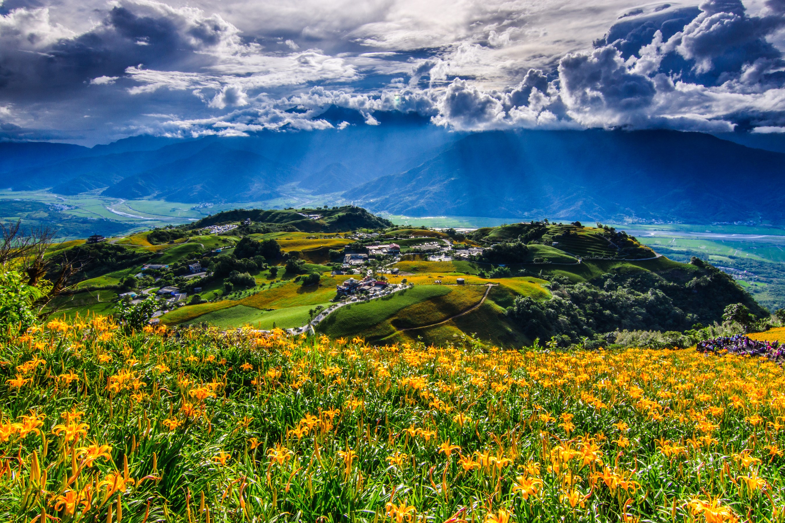 Daylily Fields in Fuli, Hualien, Taiwan HD Wallpaper
