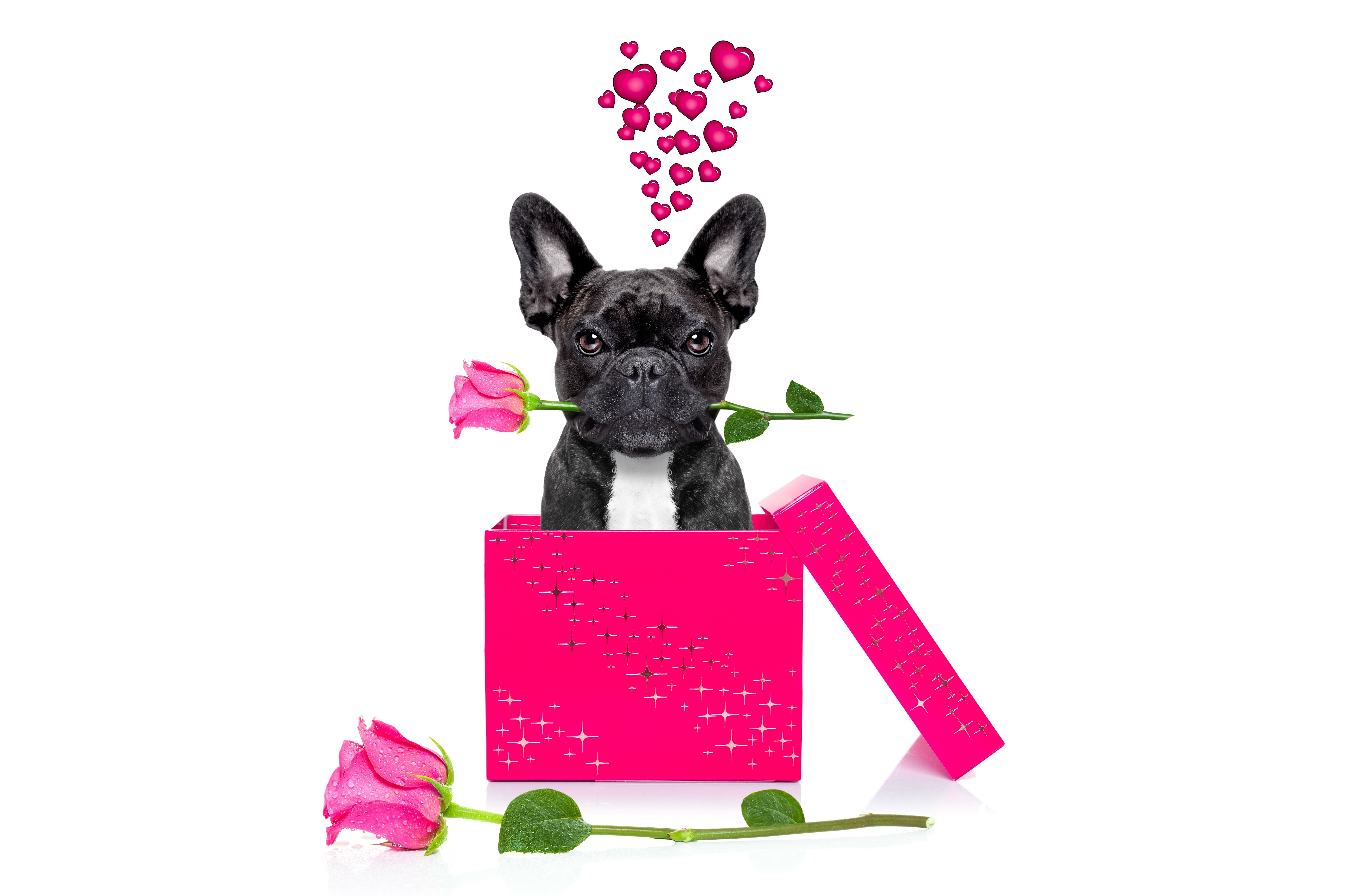 French Bulldog in a Gift Box with Roses HD Wallpaper