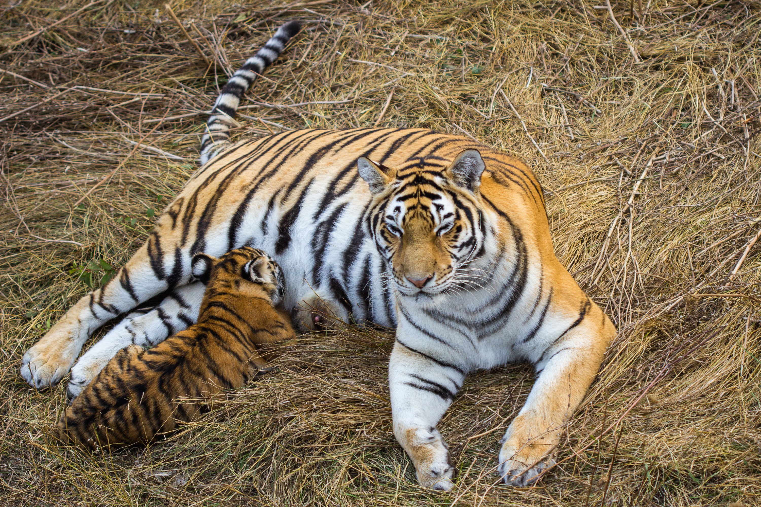Tiger mother nursing her cub in dry grass HD Wallpaper