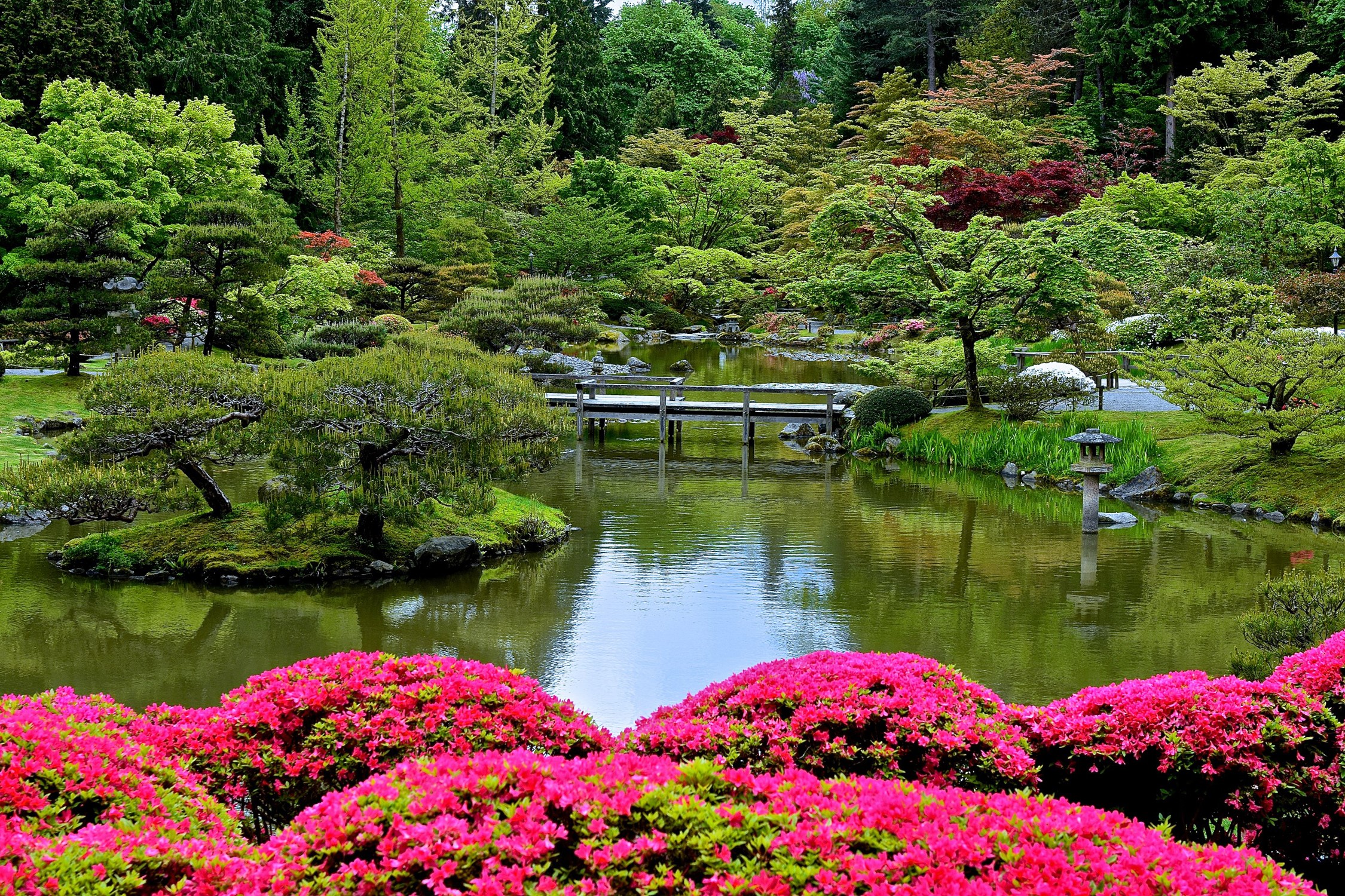 Seattle Japanese Garden with Pond and Pink Azaleas HD Wallpaper