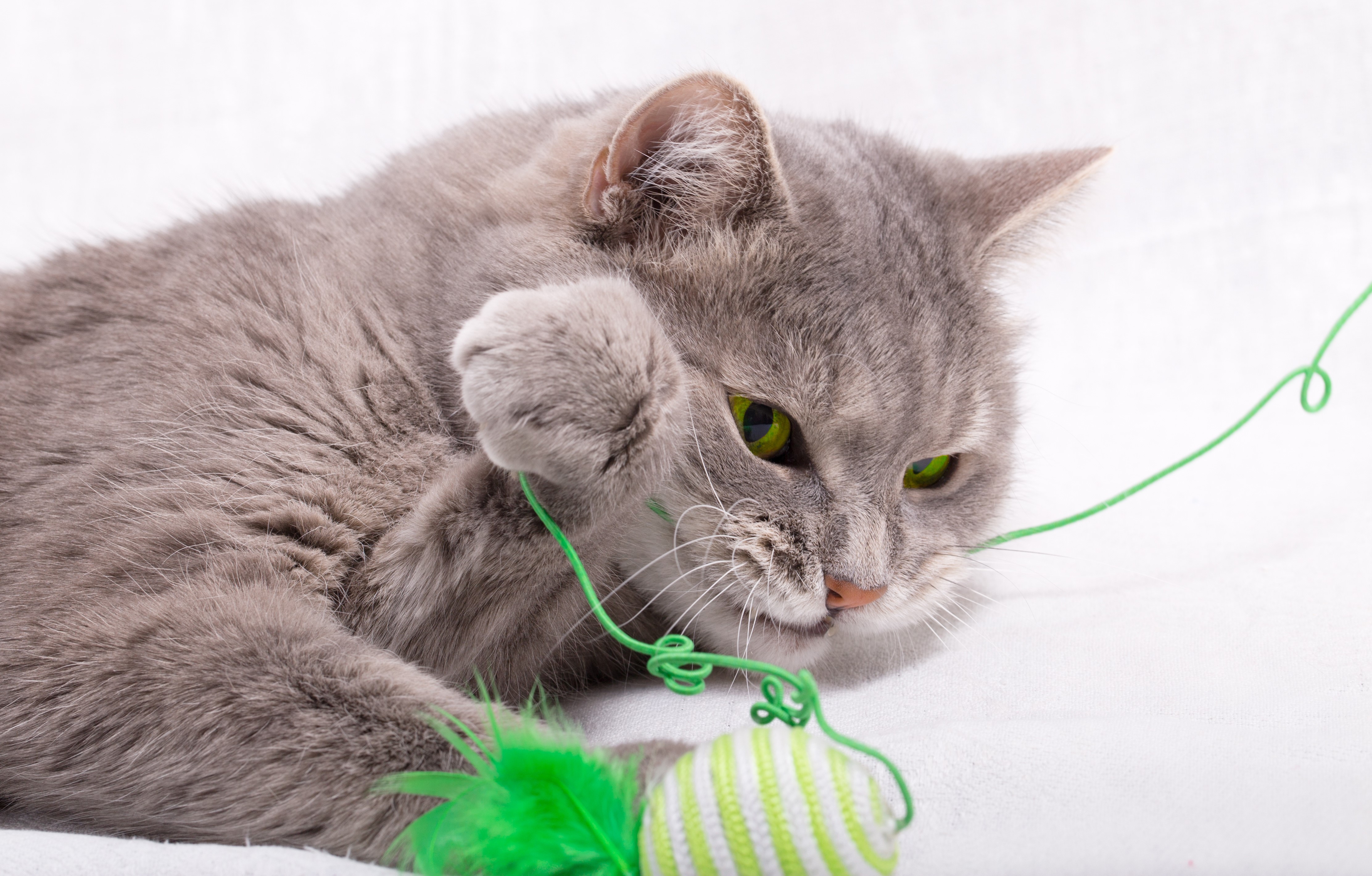 Gray cat playing with a toy HD Wallpaper