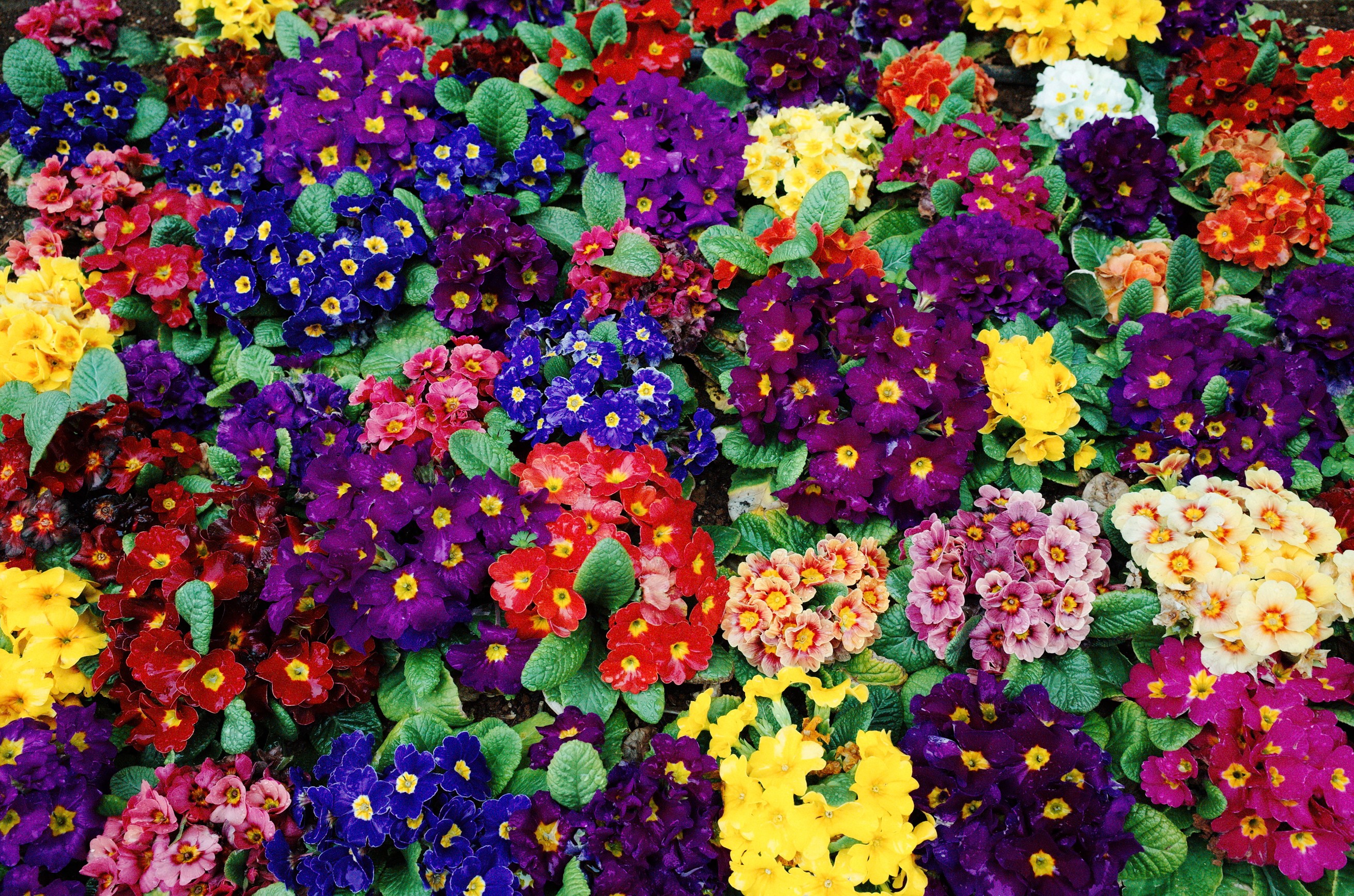 A bed of colorful primrose flowers in bloom HD Wallpaper