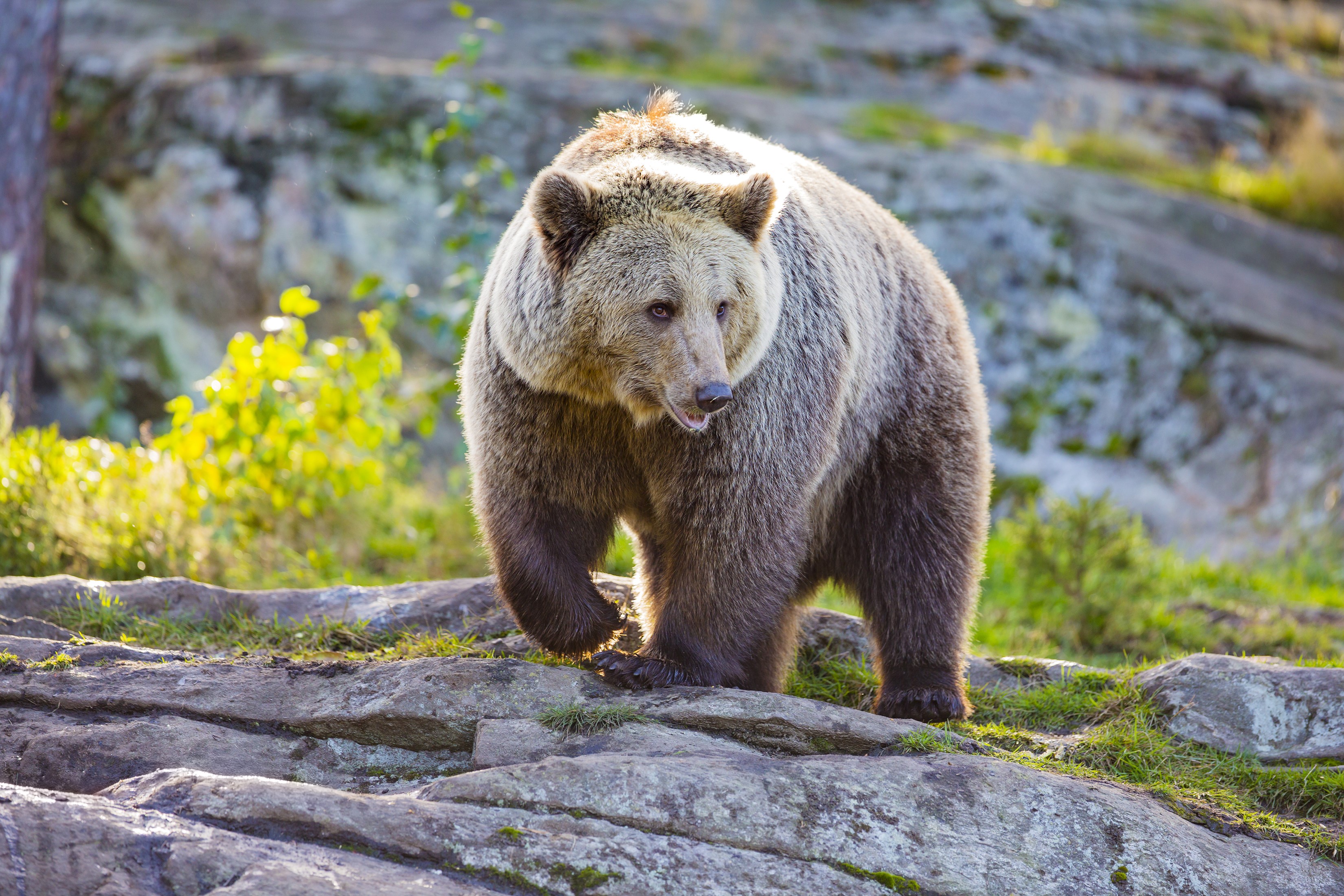 Brown Bear Walking on Rocks HD Wallpaper