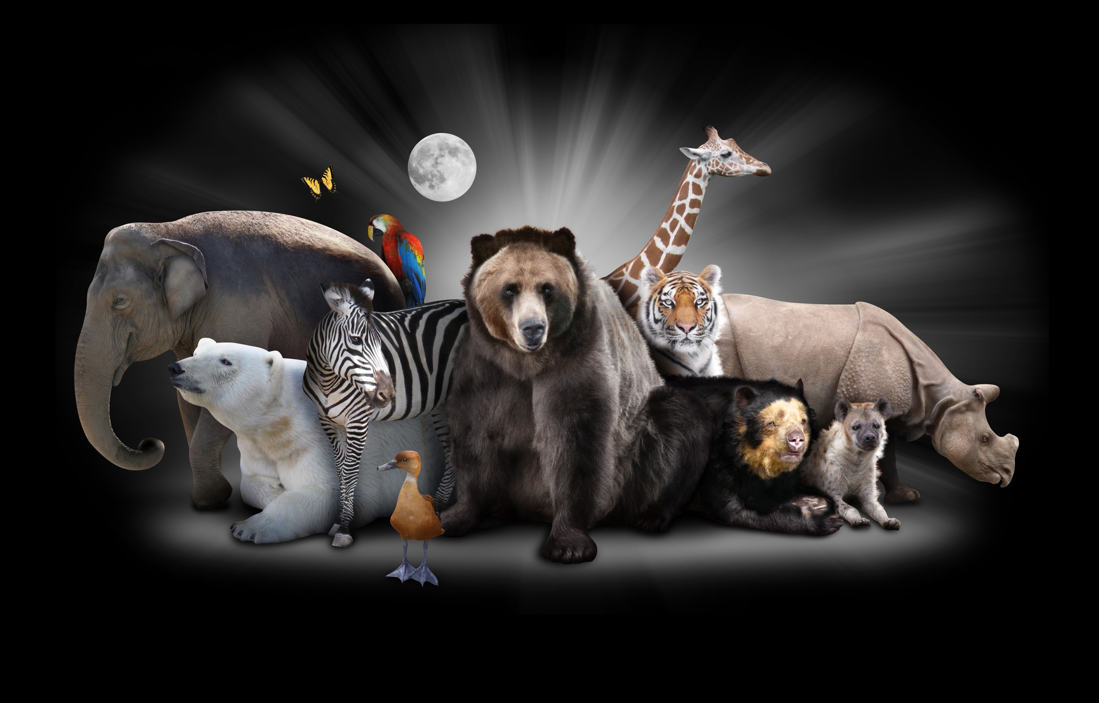 Elephant, Polar Bear, Zebra, Brown Bear, Giraffe, Tiger, Rhinoceros, Hyena, Parrot, Butterflies, Moon HD Wallpaper