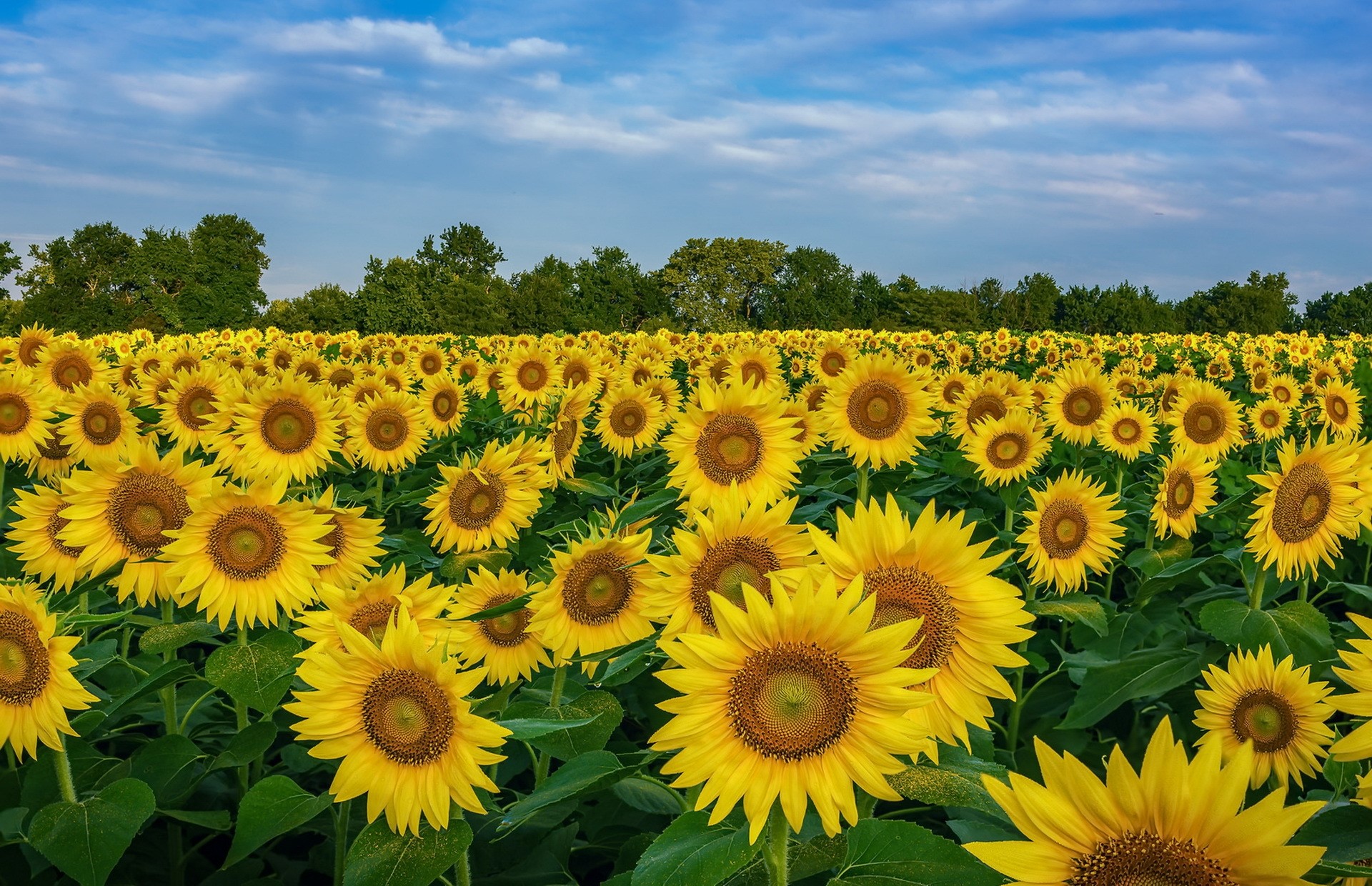 Field of Sunflowers under a Blue Sky HD Wallpaper