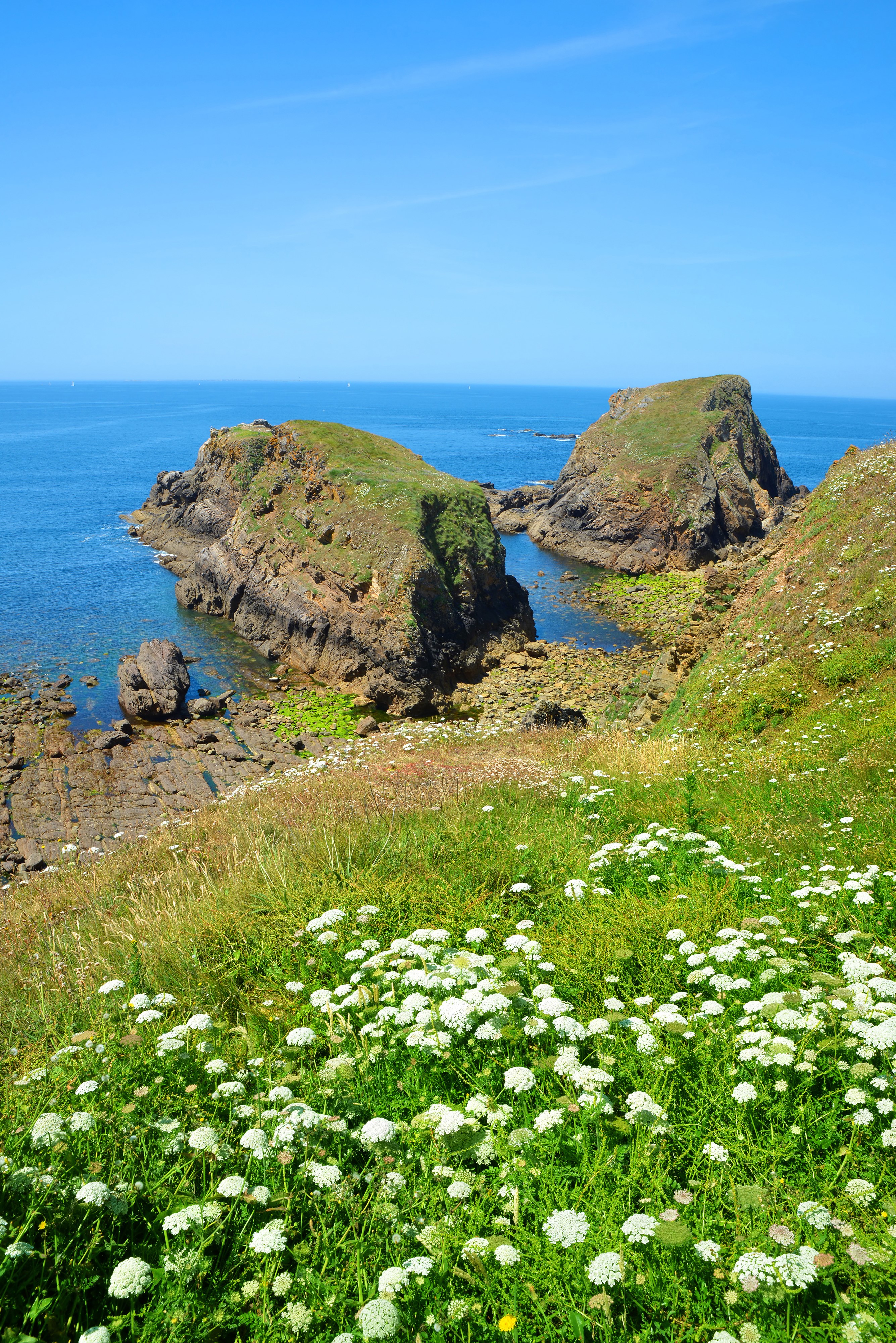 Rocky coast with wildflowers and blue ocean in Brittany, France HD Phone Wallpaper