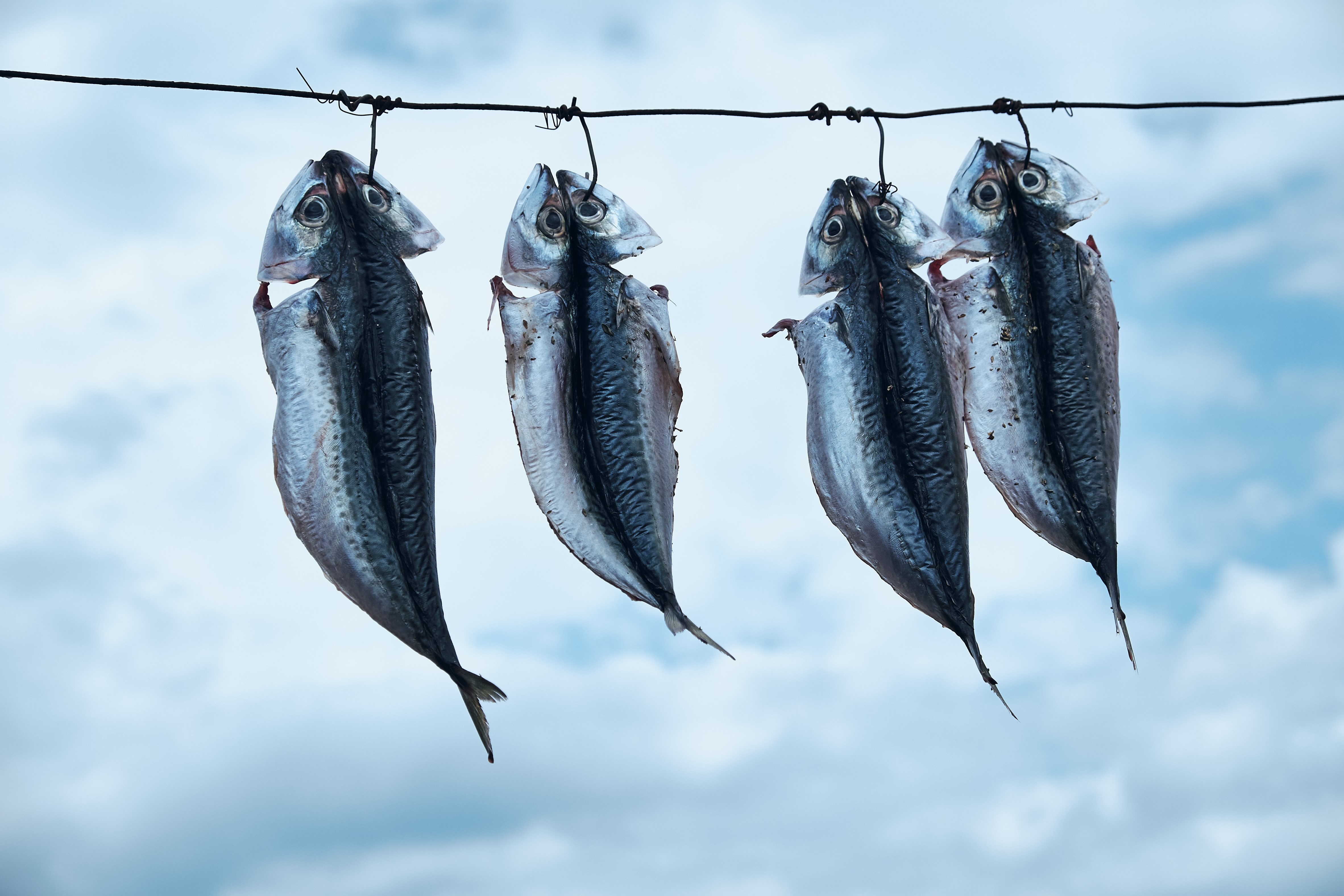 Four fish hanging on a wire HD Wallpaper