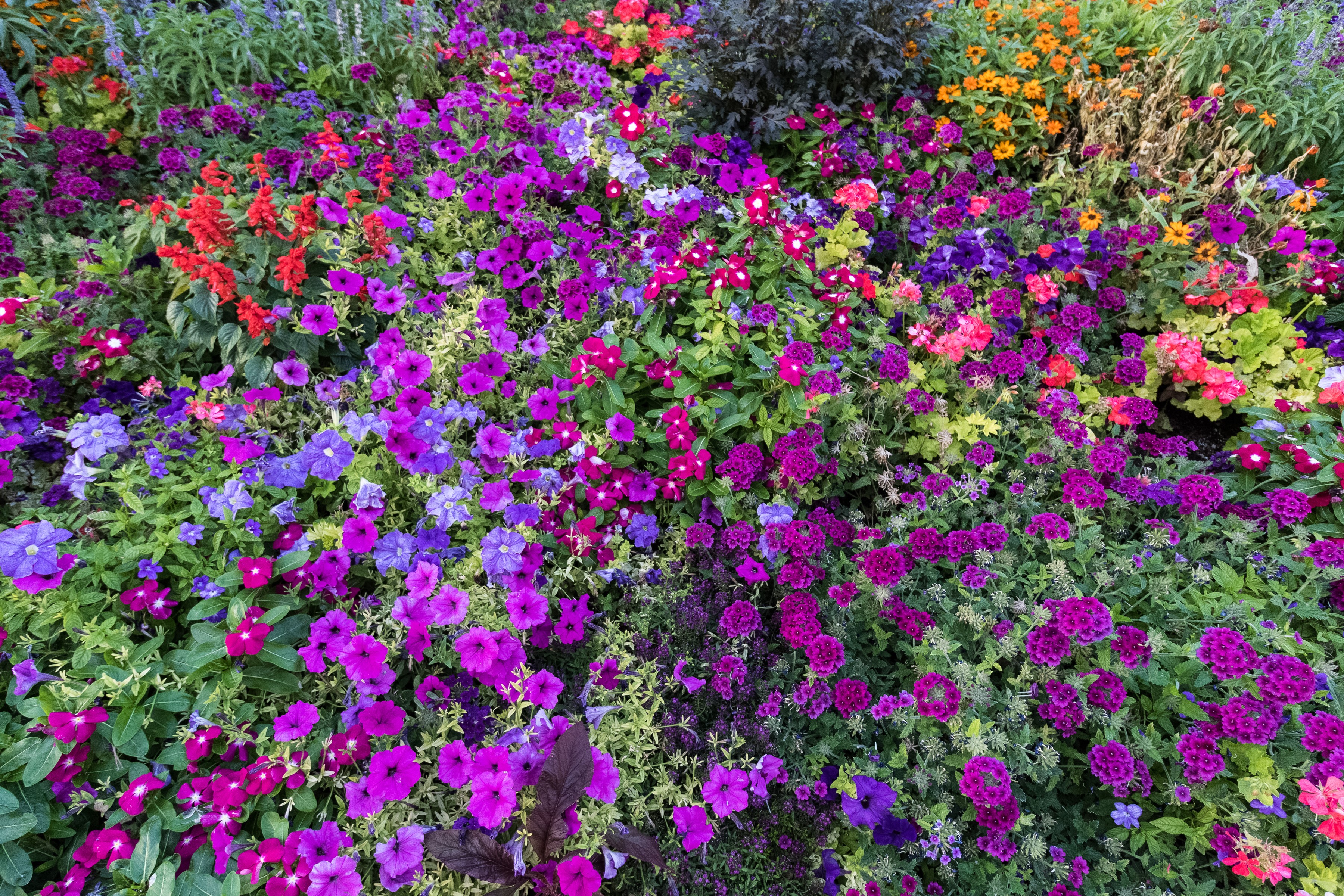 A vibrant flower bed with many colorful blooms HD Wallpaper