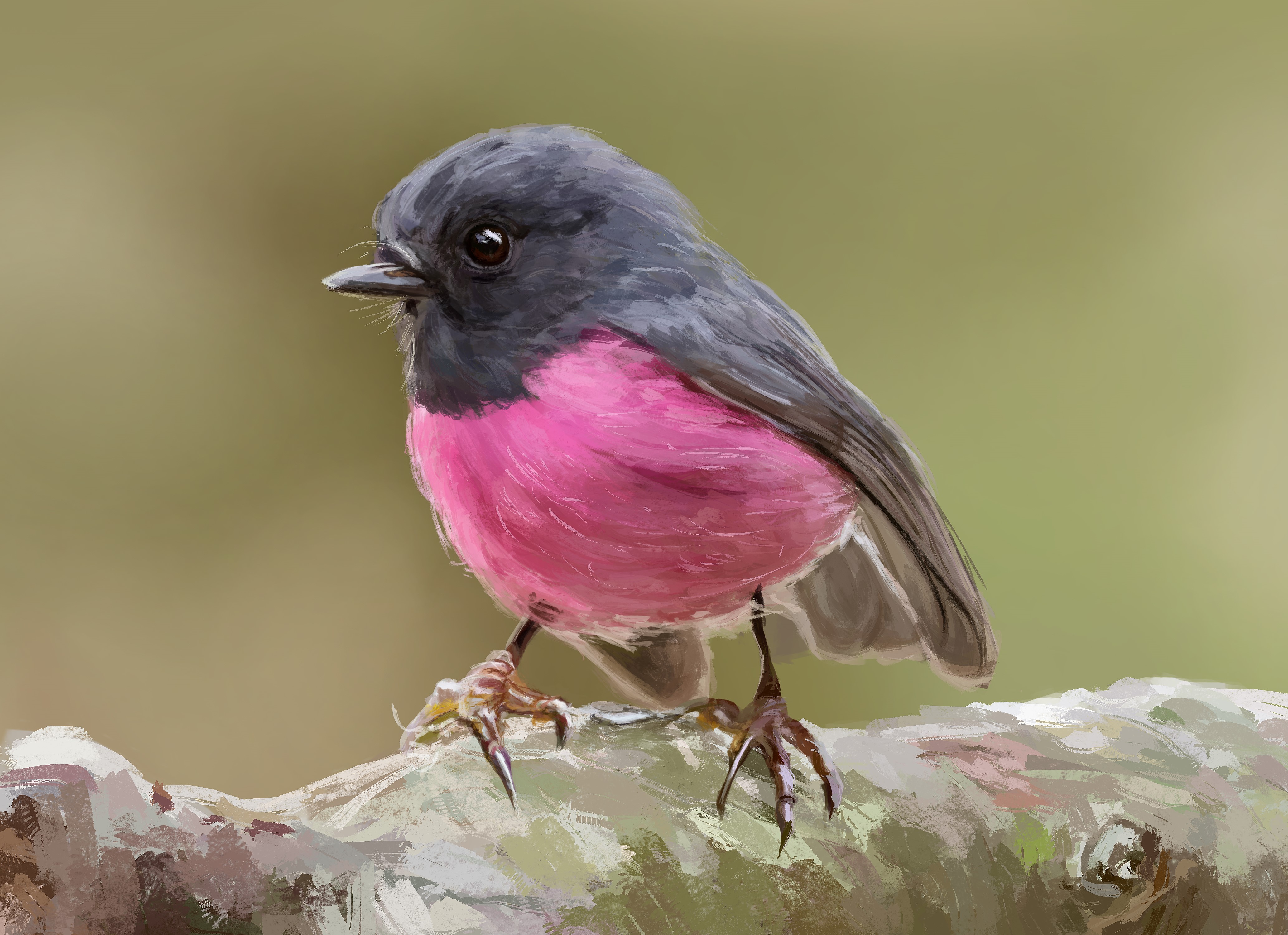 Pink Robin Bird Painting Art HD Wallpaper