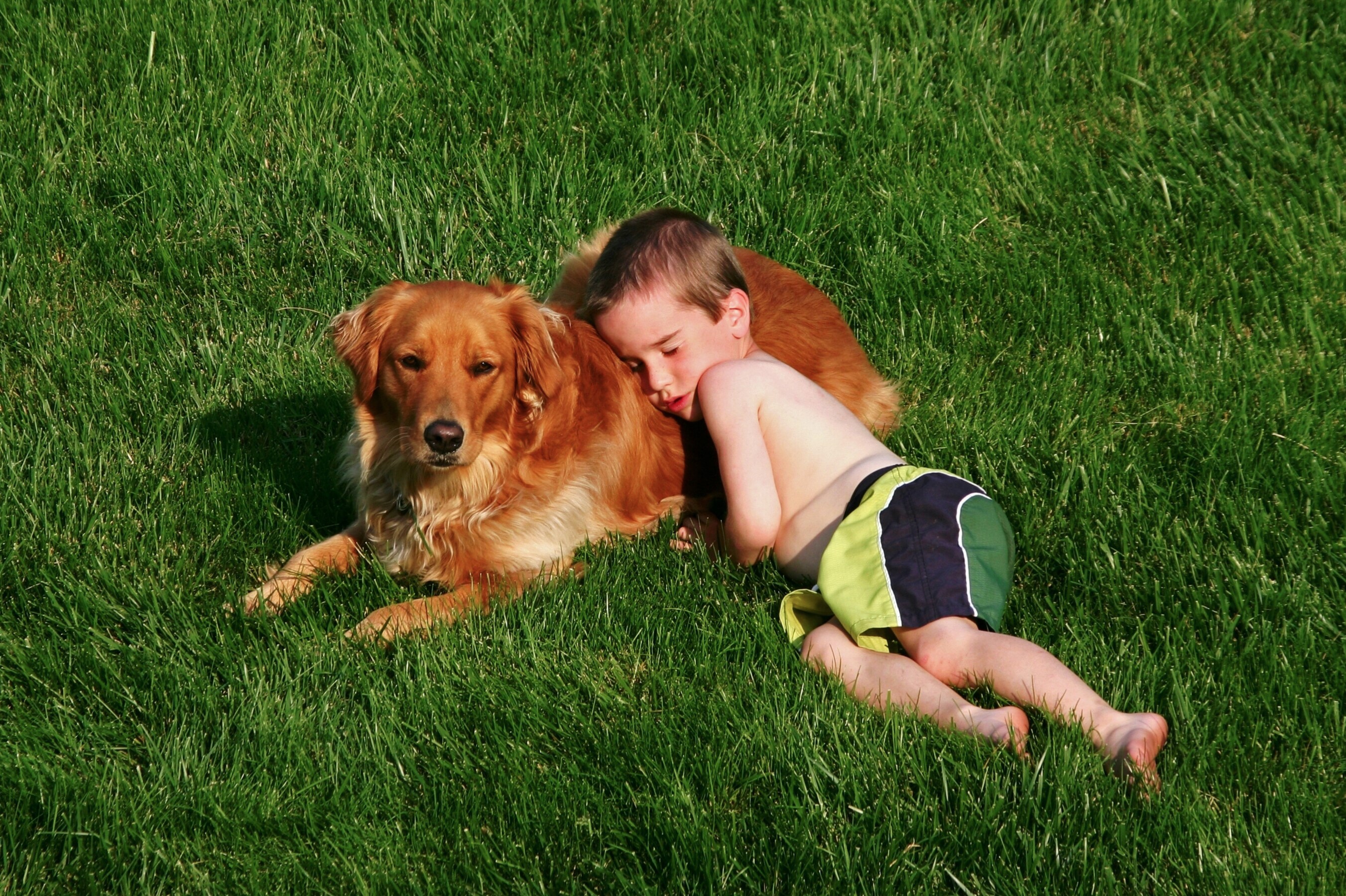 Boy sleeping on a golden retriever in the grass HD Wallpaper