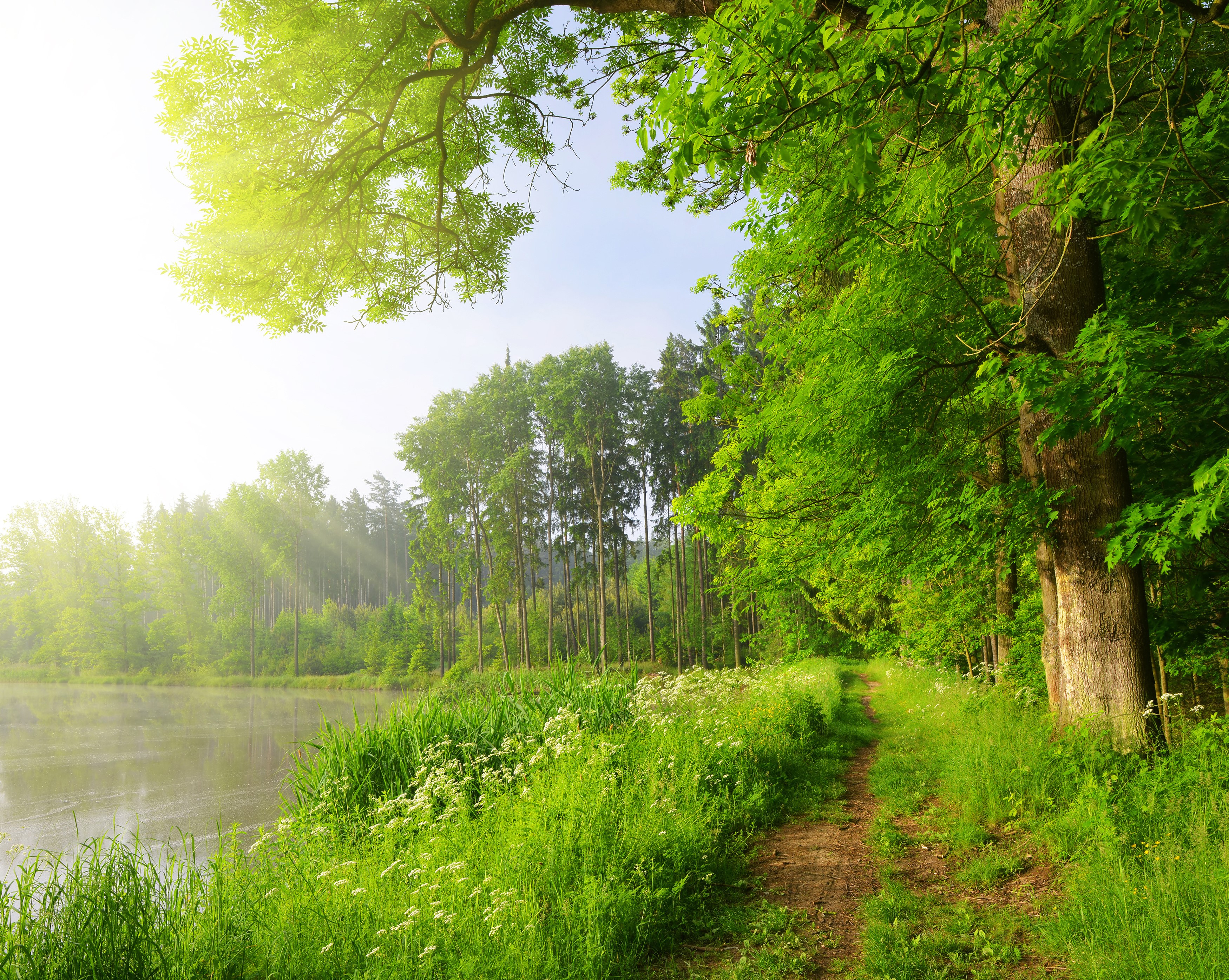 Summer lake with trees and a path HD Wallpaper