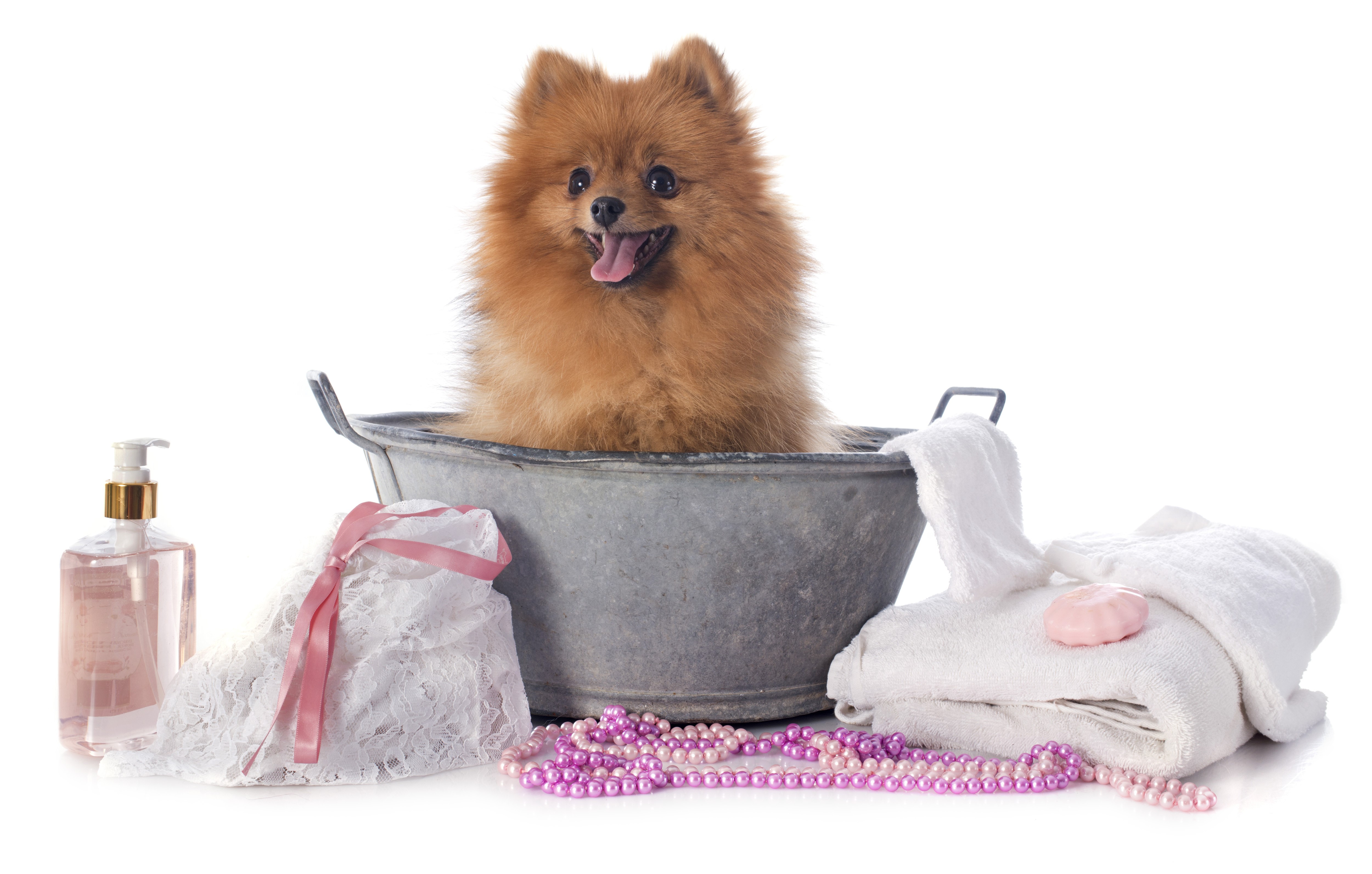 Pomeranian Dog in a Bathtub with Bath Accessories HD Wallpaper