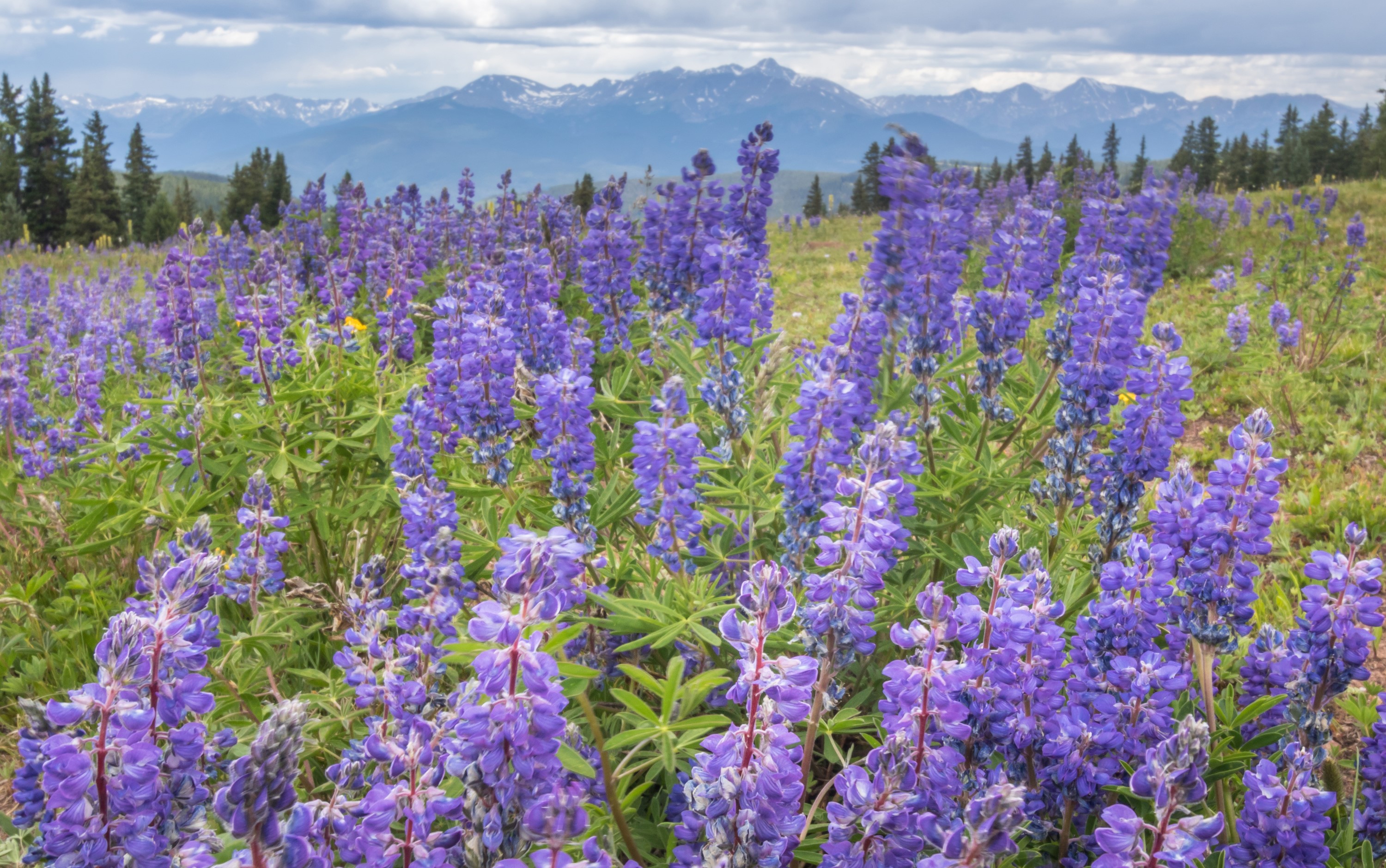 Field of purple lupine flowers with mountains in the background HD Wallpaper