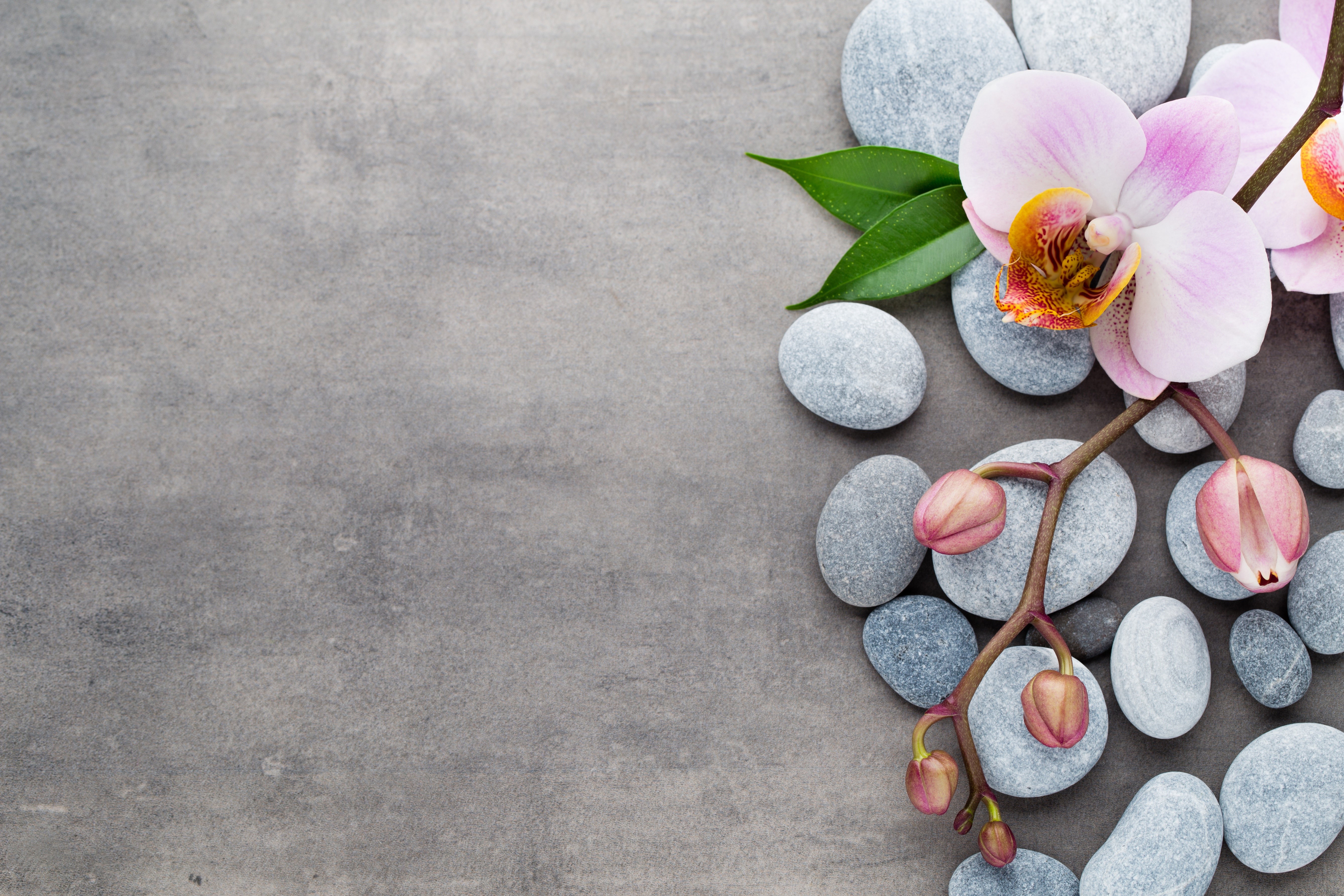 Spa stones and orchid flowers HD Wallpaper
