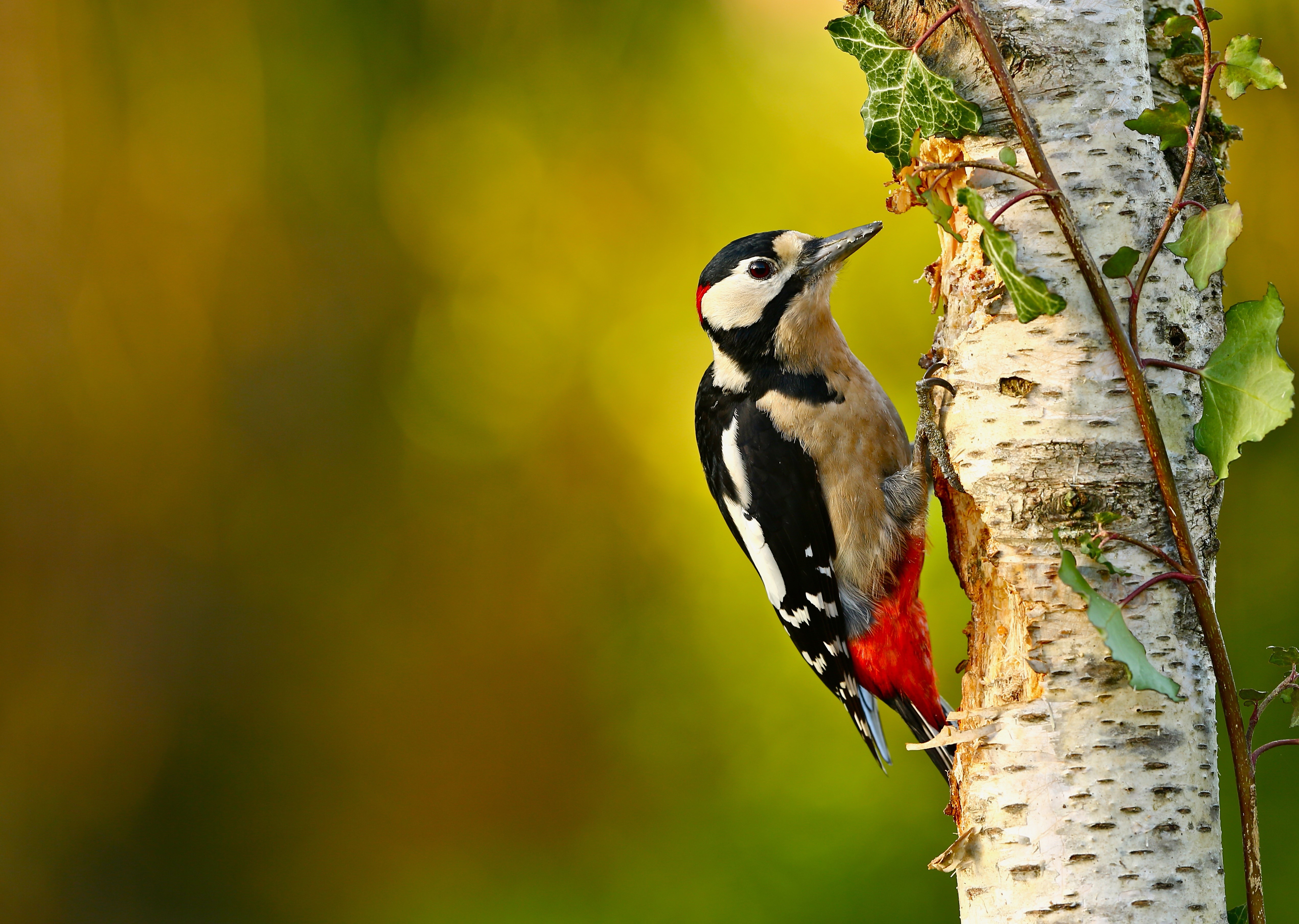 Great Spotted Woodpecker on a Birch Tree Trunk HD Wallpaper
