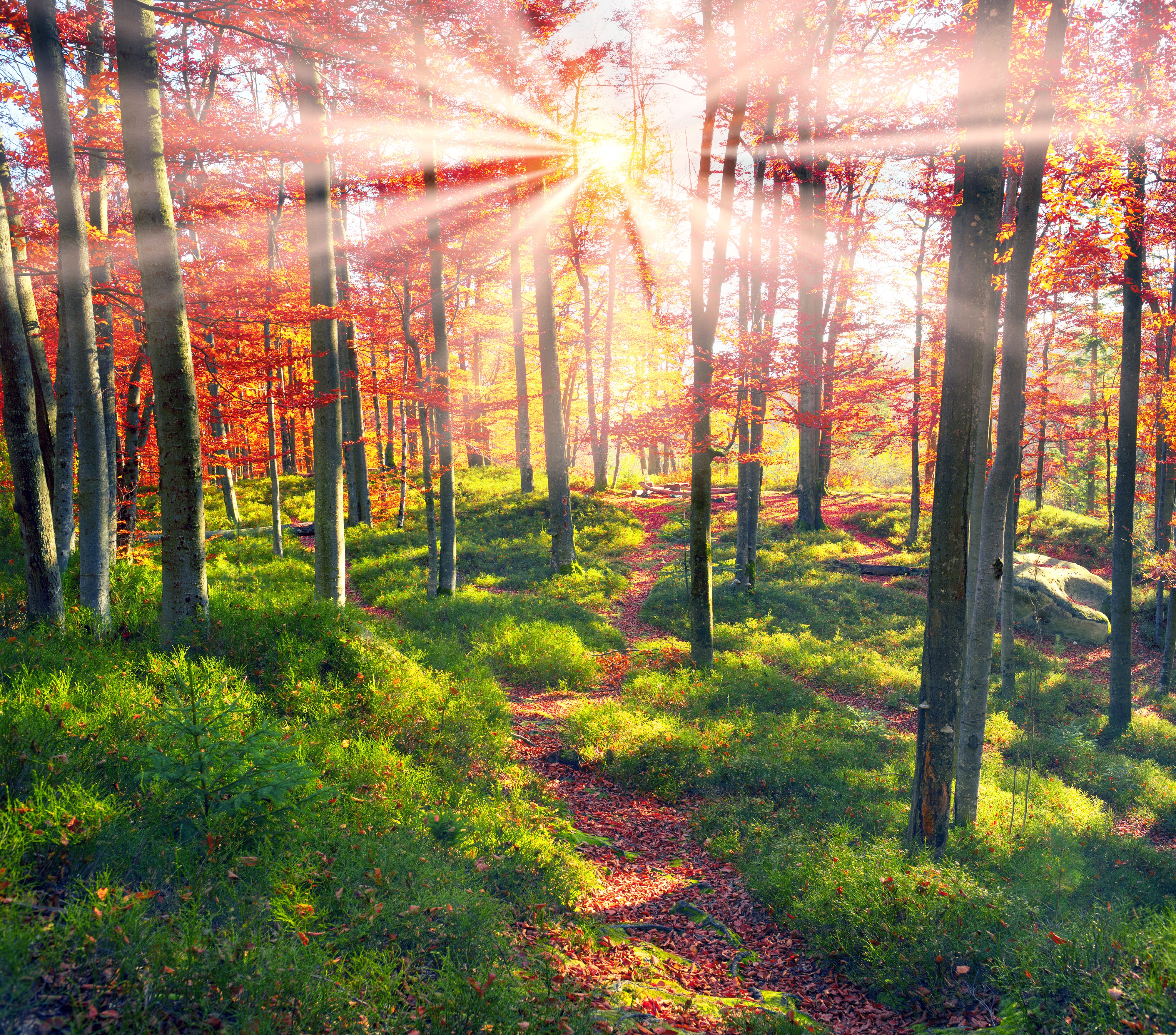 Autumn forest in Zakarpattia, Ukraine with sun rays HD Wallpaper