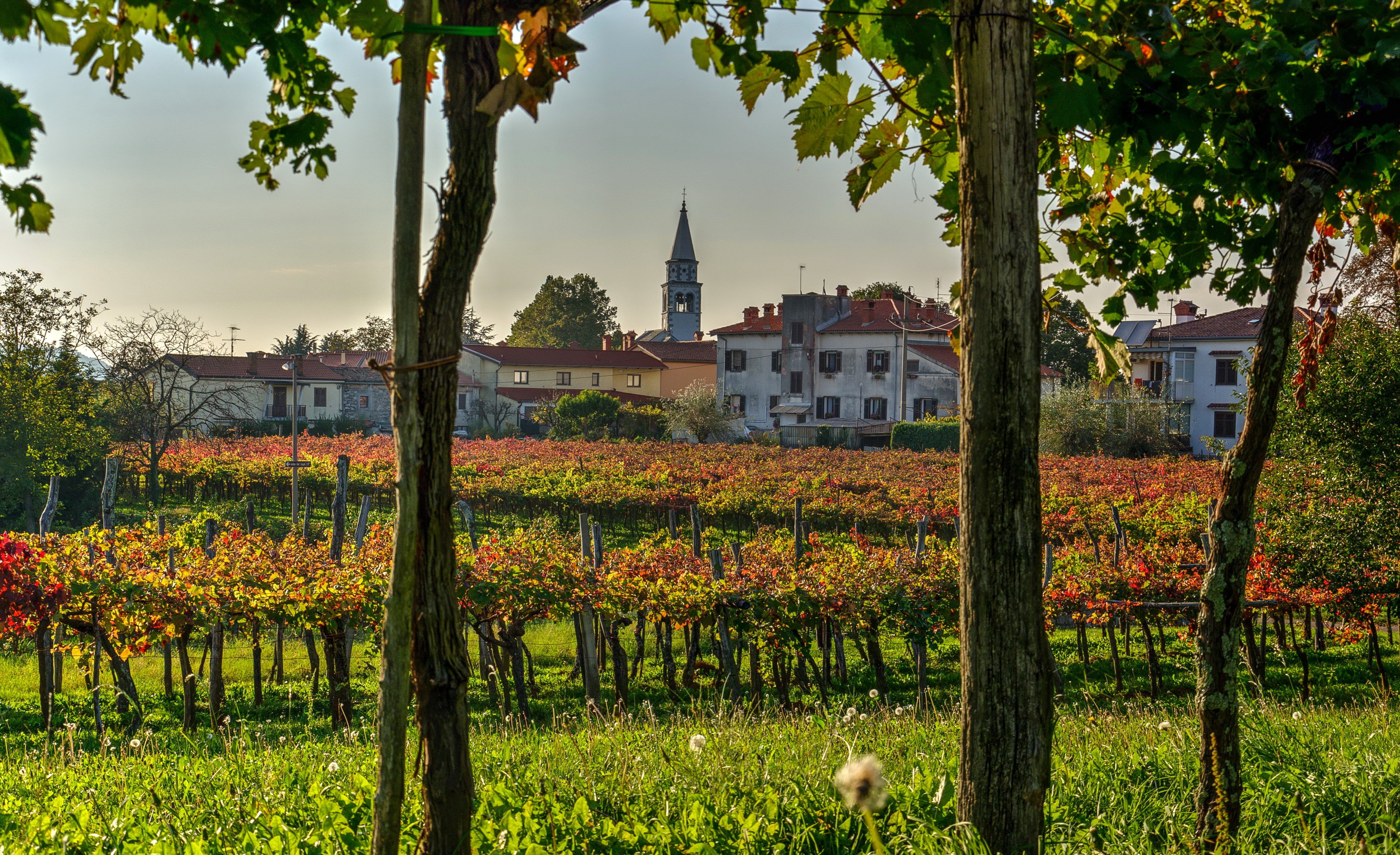 Vineyard in Vipava, Slovenia with Houses and Church Tower HD Wallpaper