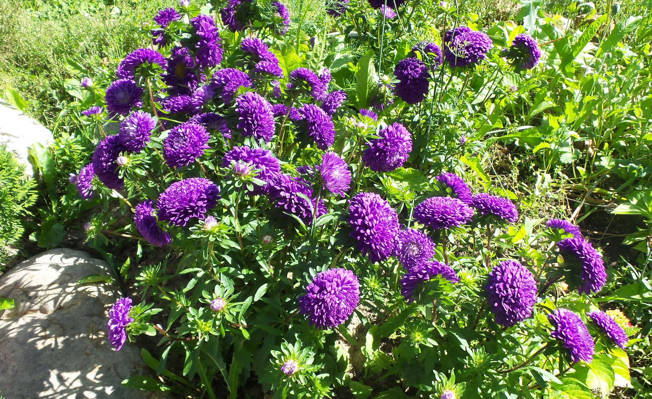 Purple Asters in a Garden HD Wallpaper