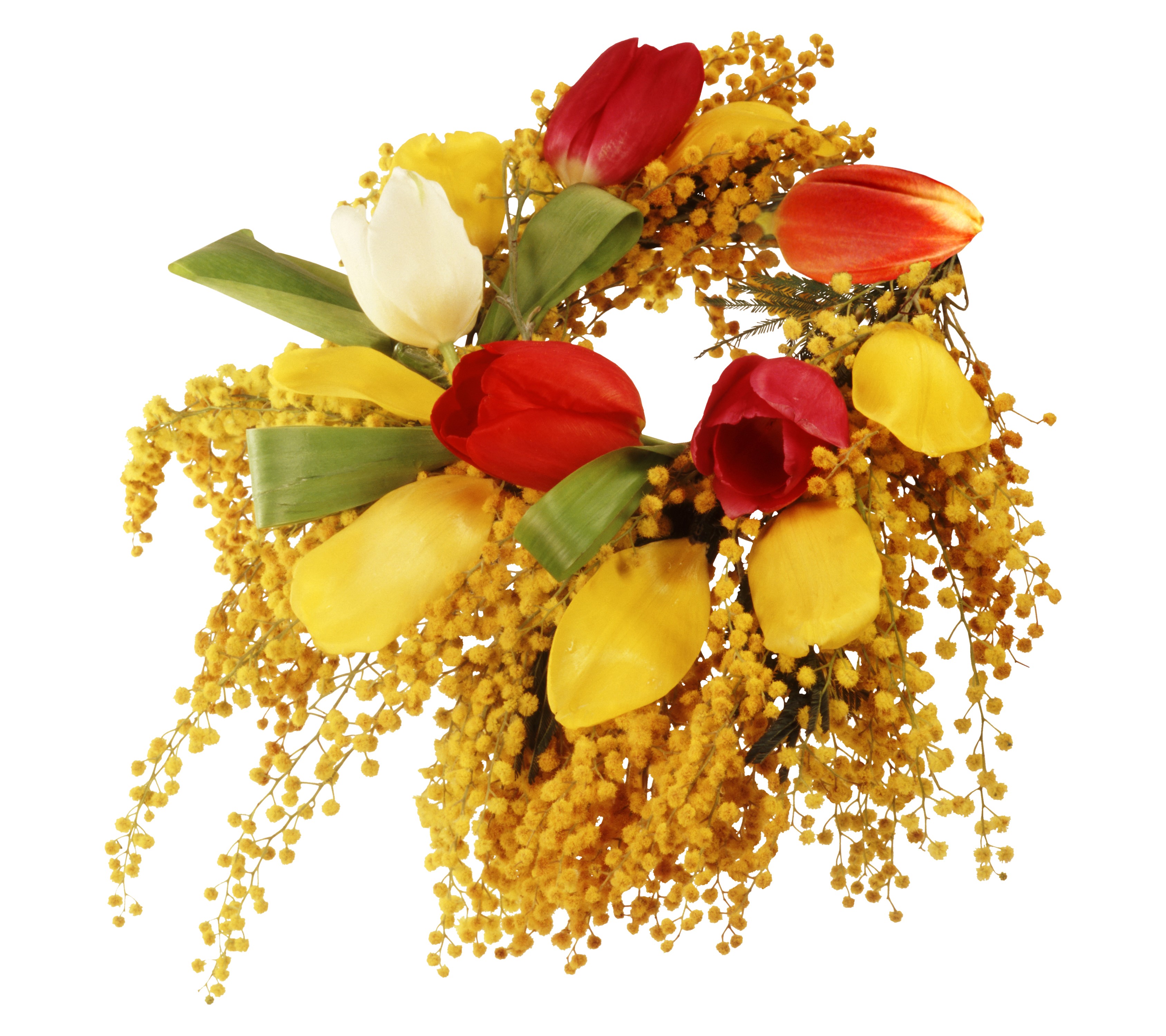 Tulips and Silver Wattle floral arrangement HD Wallpaper