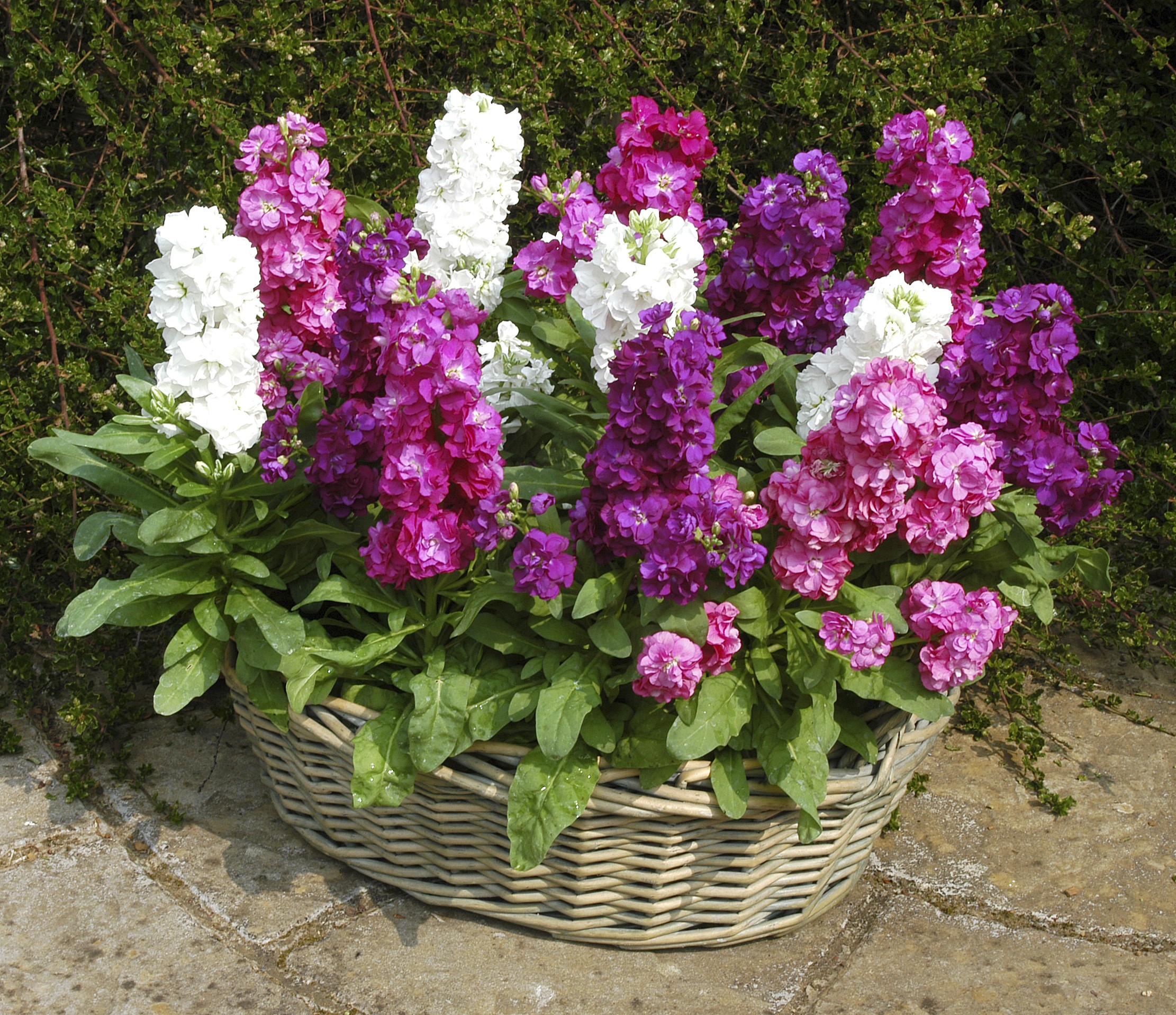 Basket of pink, purple, and white stock flowers HD Wallpaper