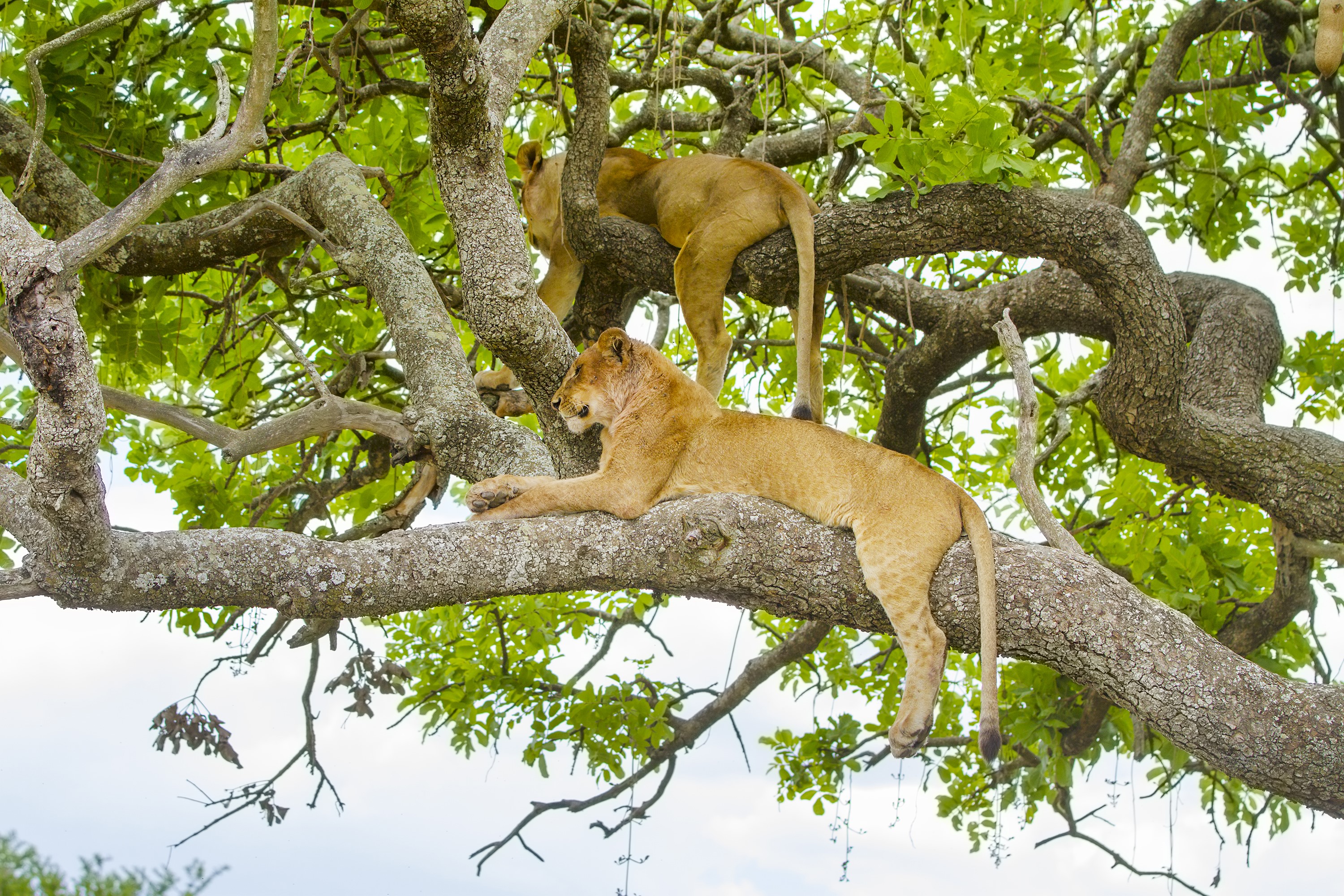 Two lions resting on tree branches HD Wallpaper