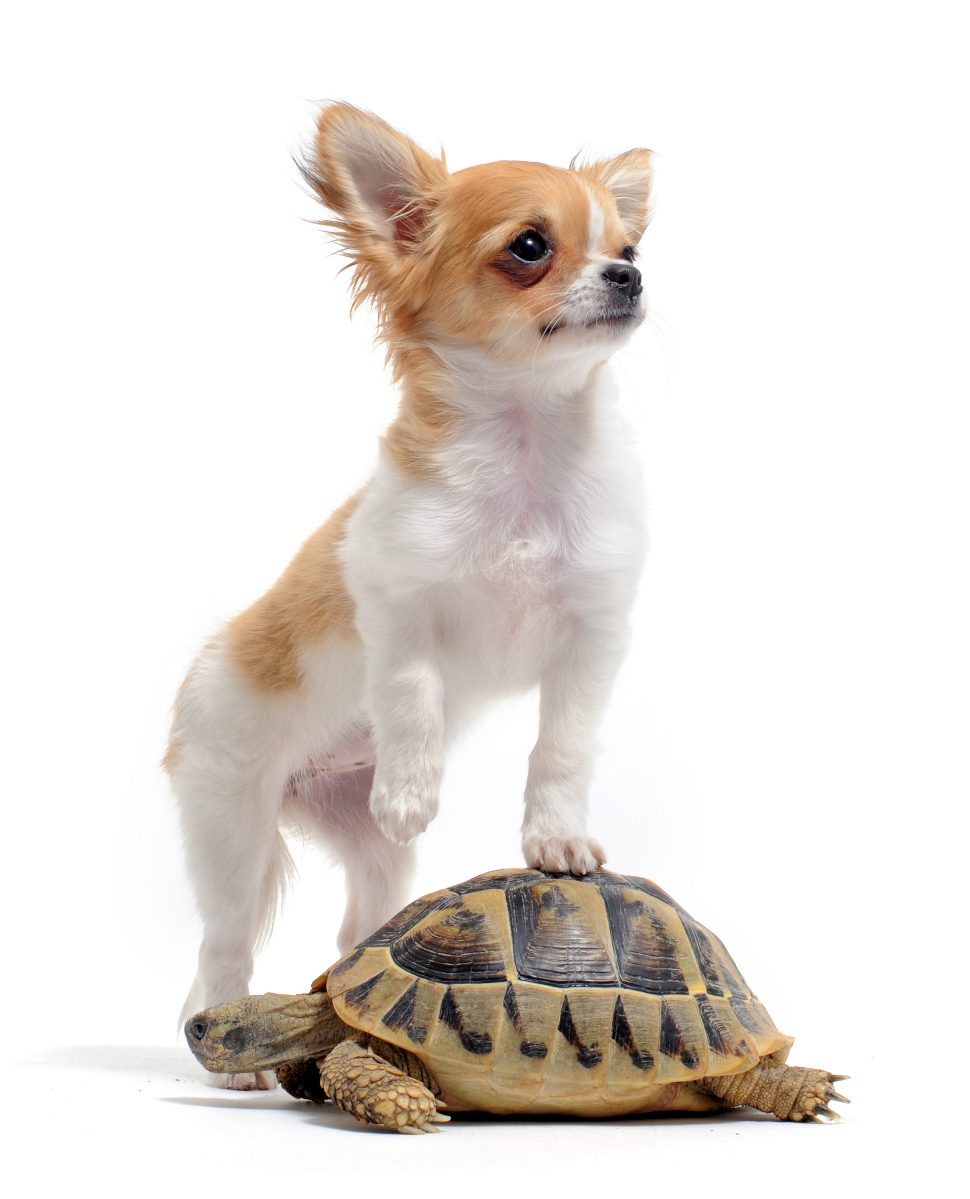 Chihuahua puppy standing on a tortoise HD Phone Wallpaper