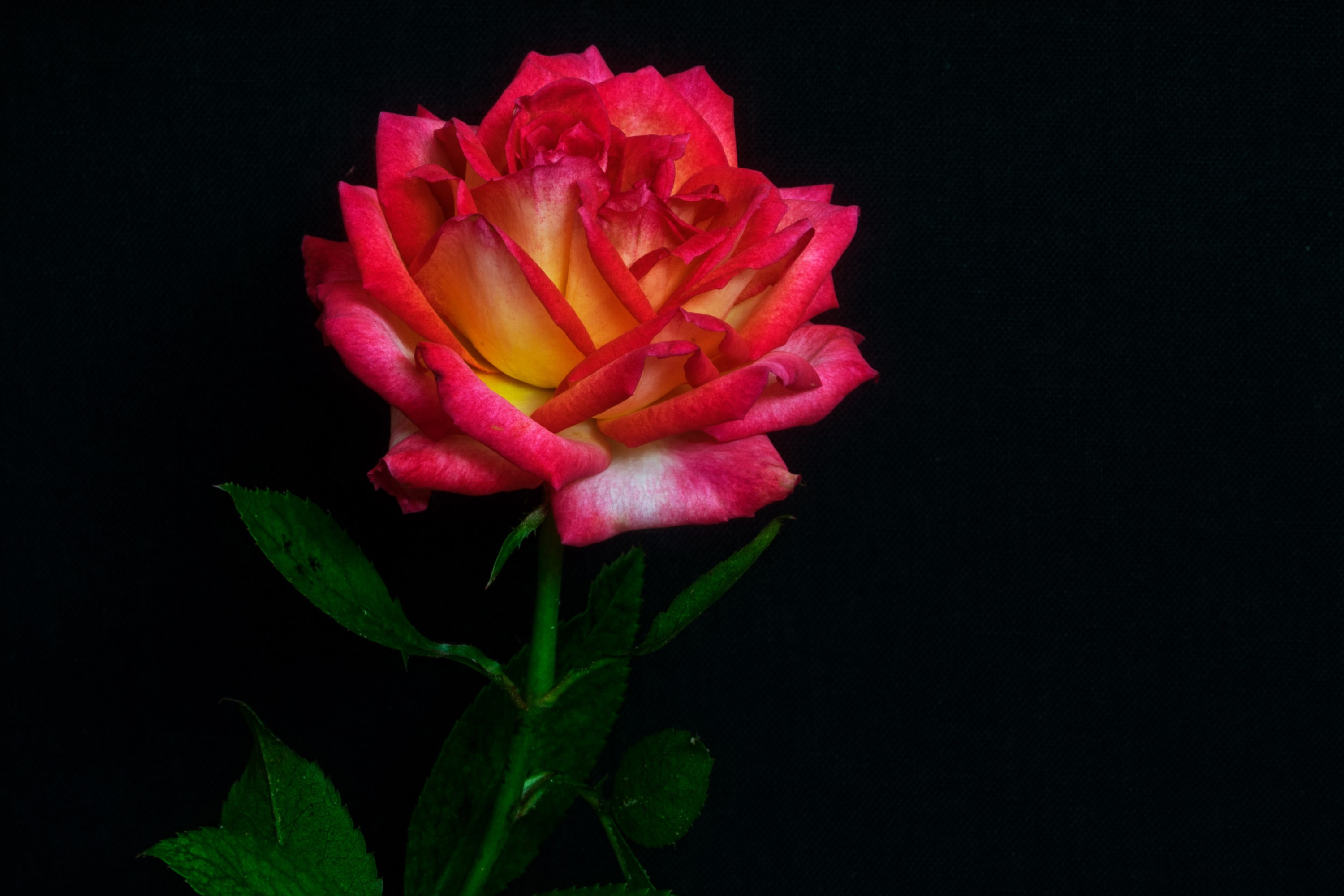 Red and yellow rose with green leaves on black background HD Wallpaper