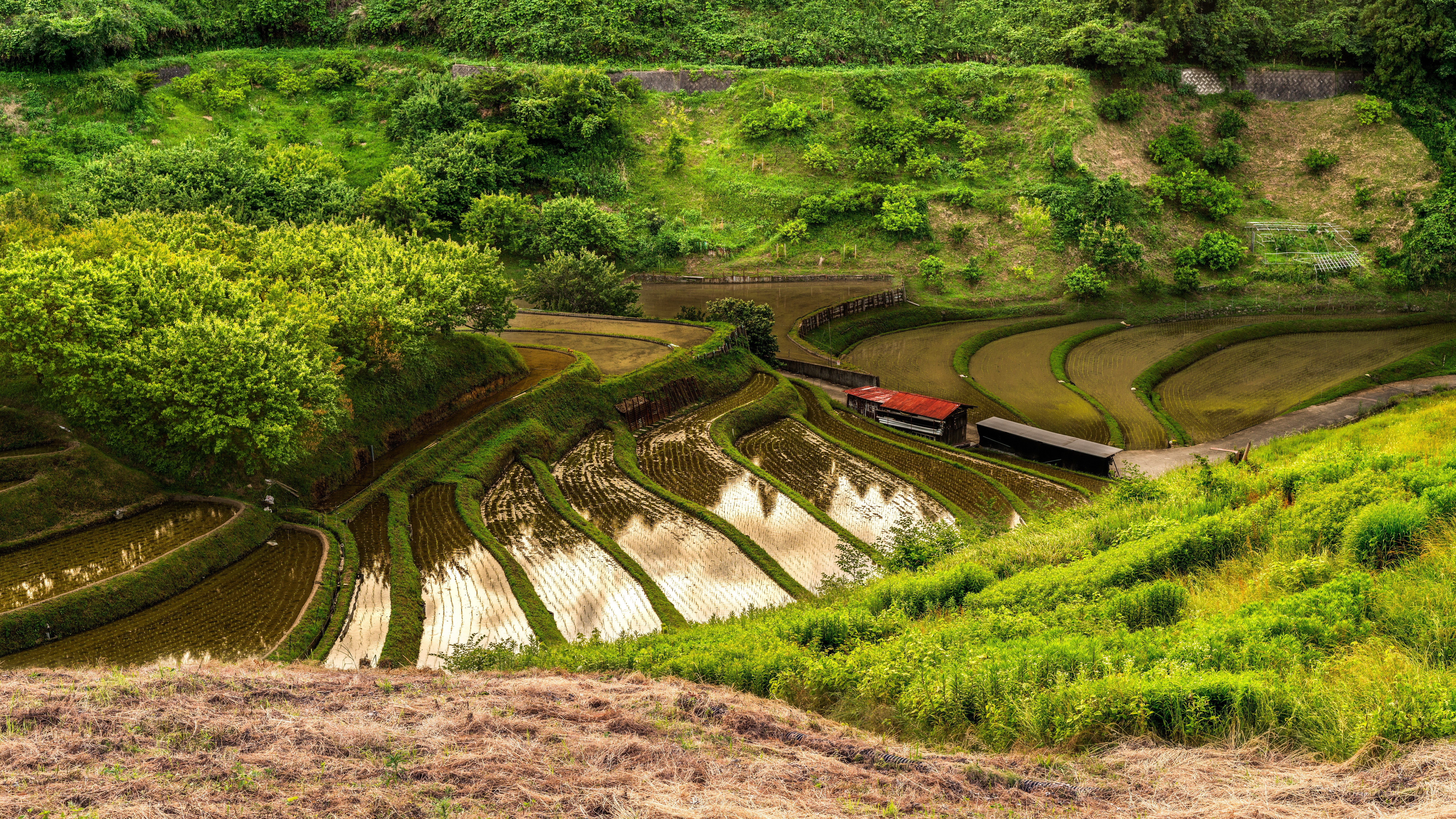 Terraced rice fields in Japan with green hills HD Wallpaper