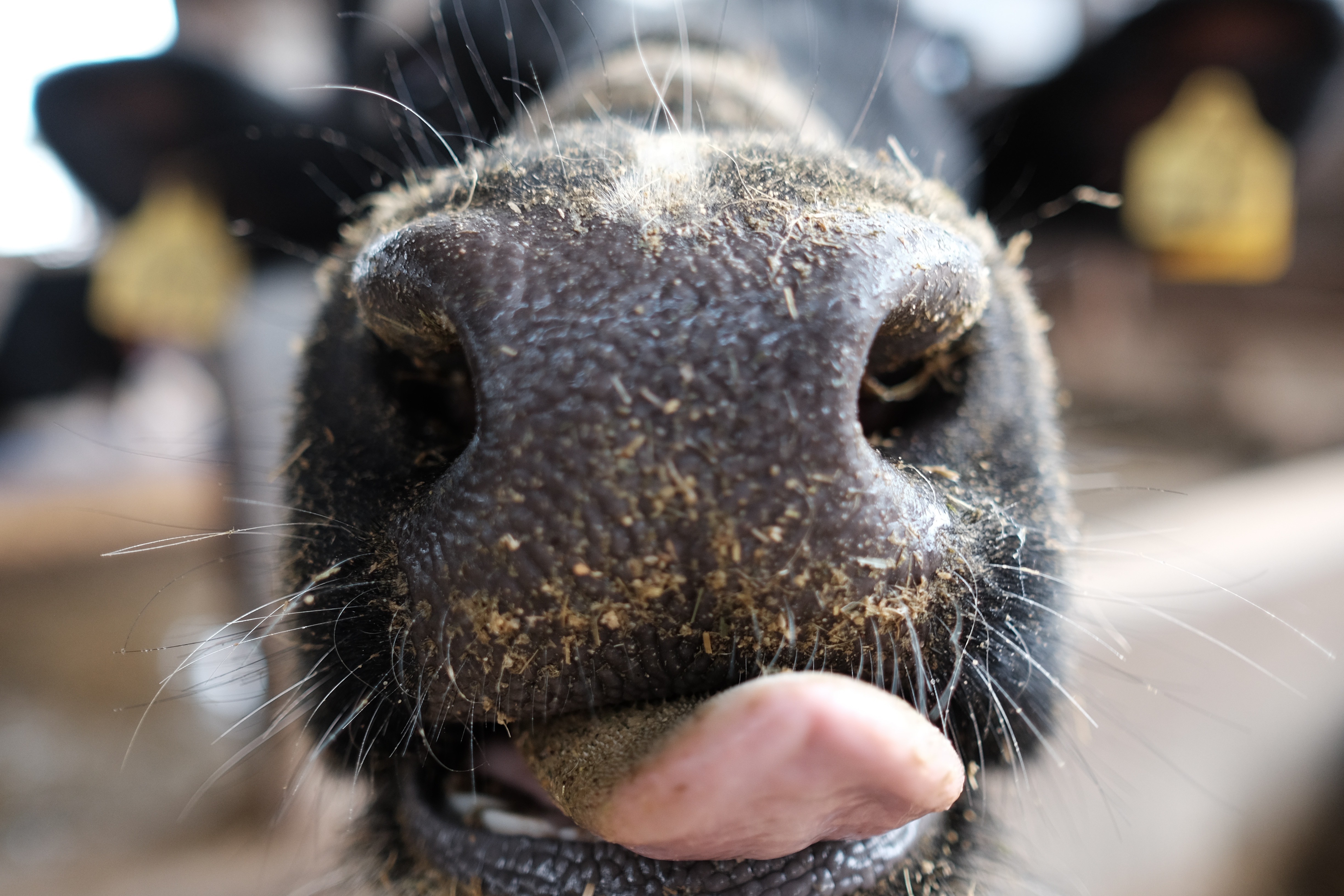 Cow nose and tongue macro shot HD Wallpaper