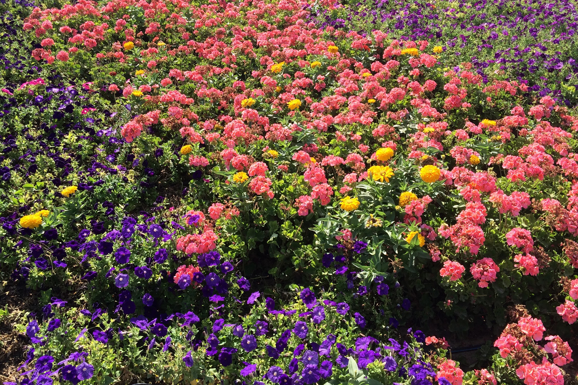 Flower bed with pink, yellow, and purple flowers HD Wallpaper