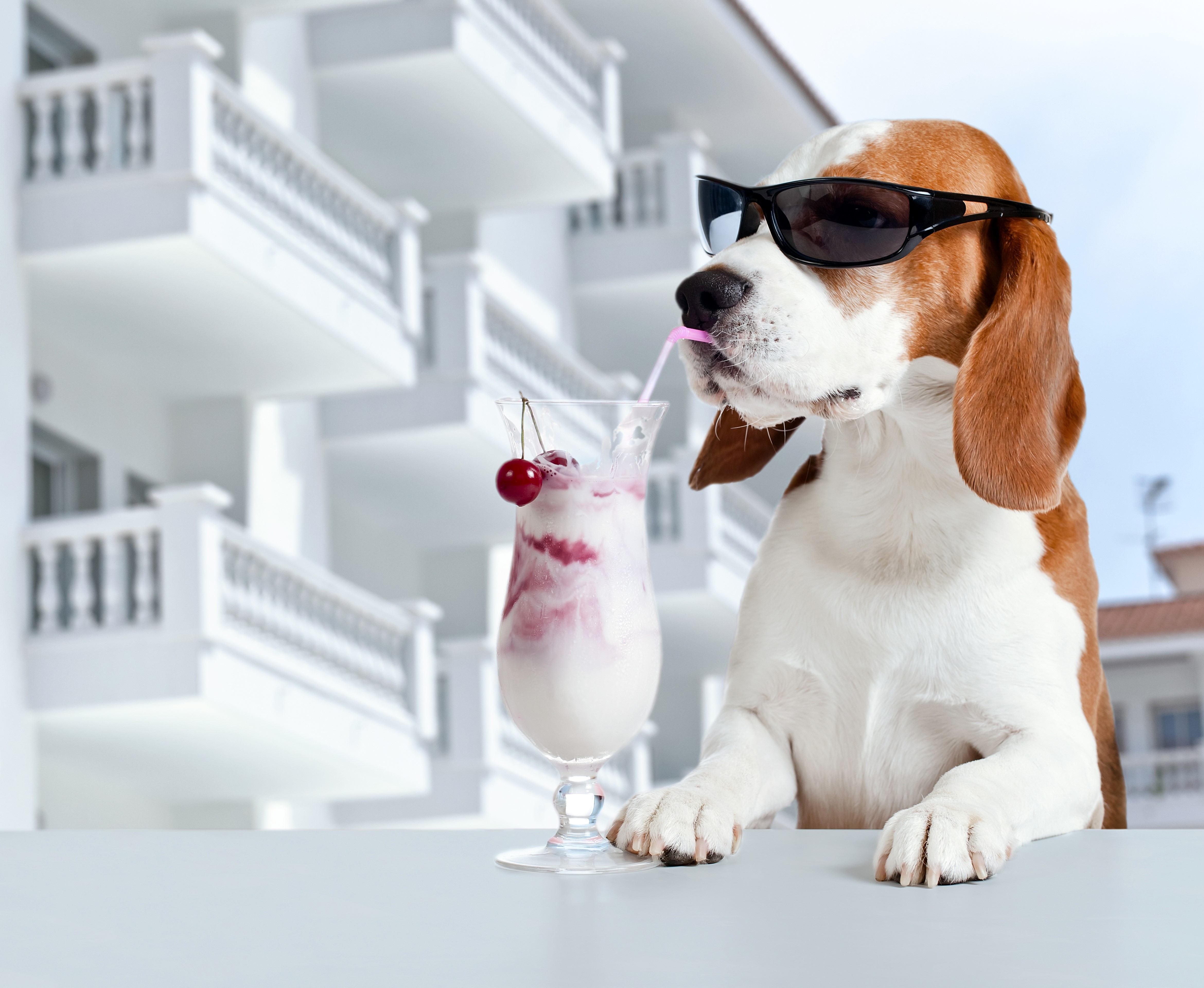 Beagle Dog Drinking a Cocktail with Cherries HD Wallpaper