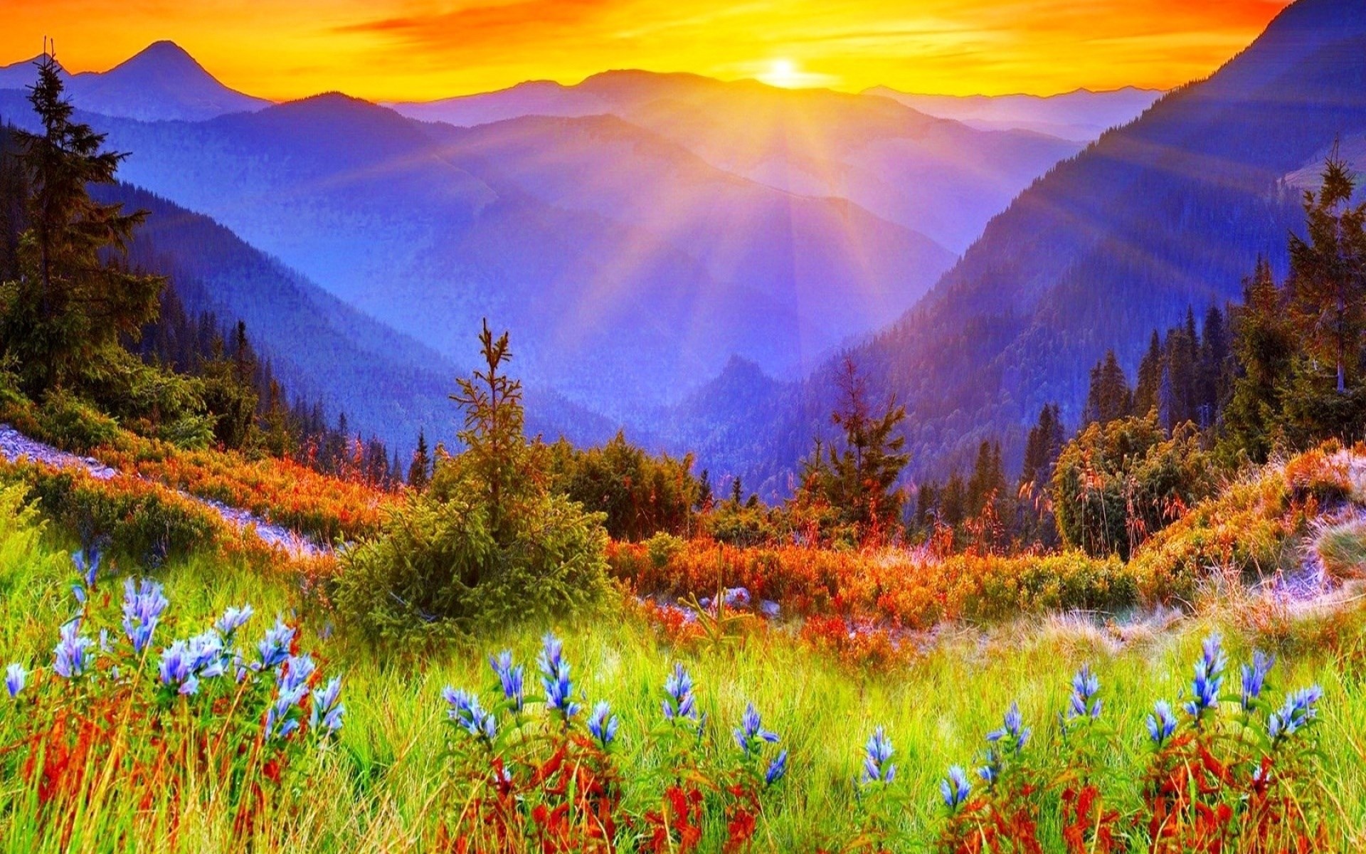 Mountain valley at sunrise with wildflowers HD Wallpaper