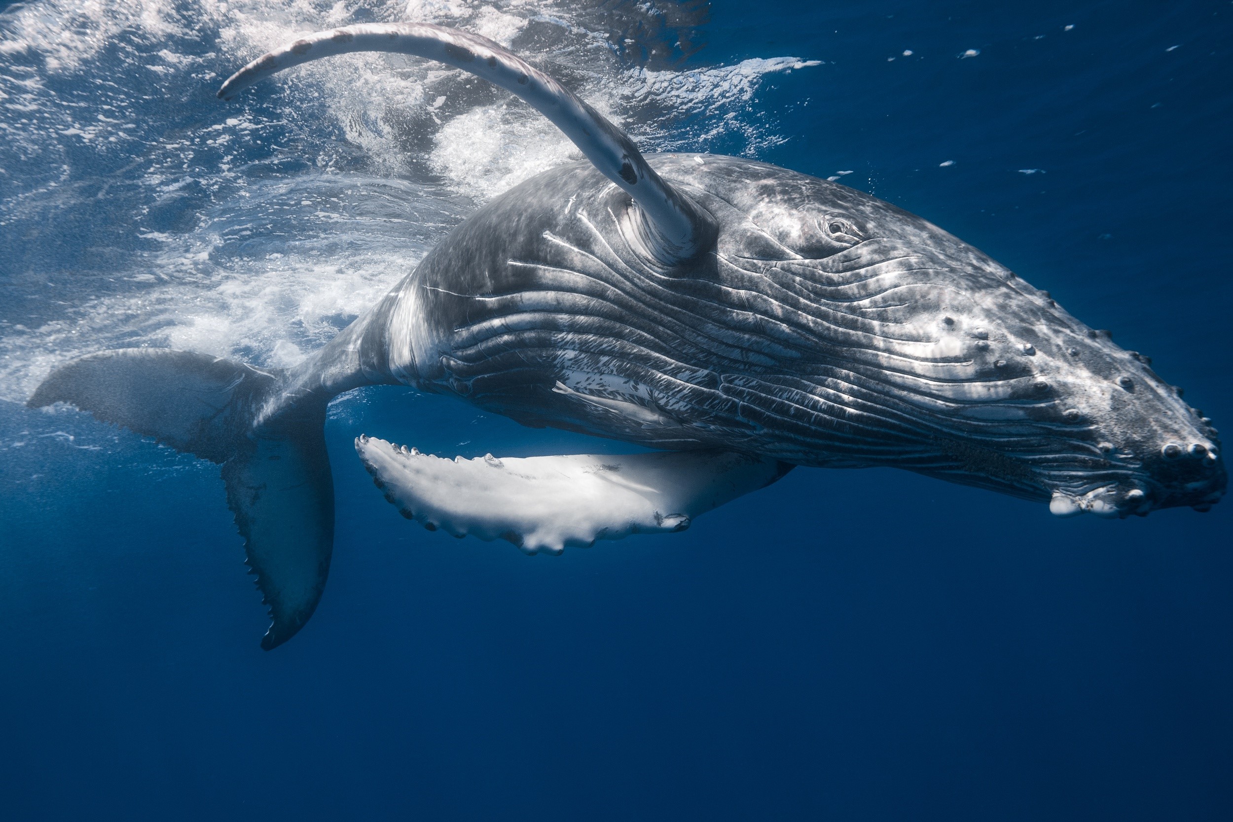 Humpback whale swimming underwater HD Wallpaper