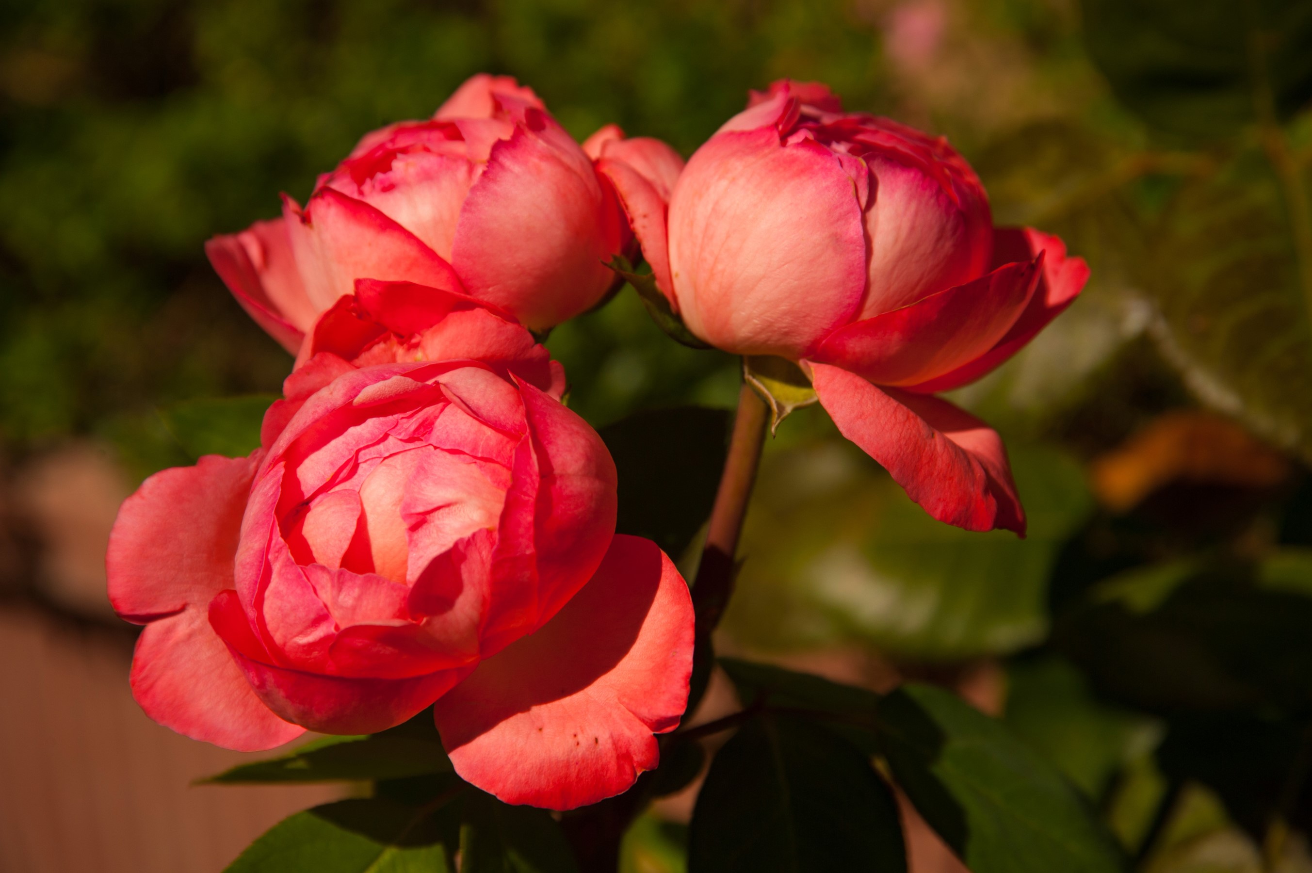 Close-up of pink roses in bloom HD Wallpaper