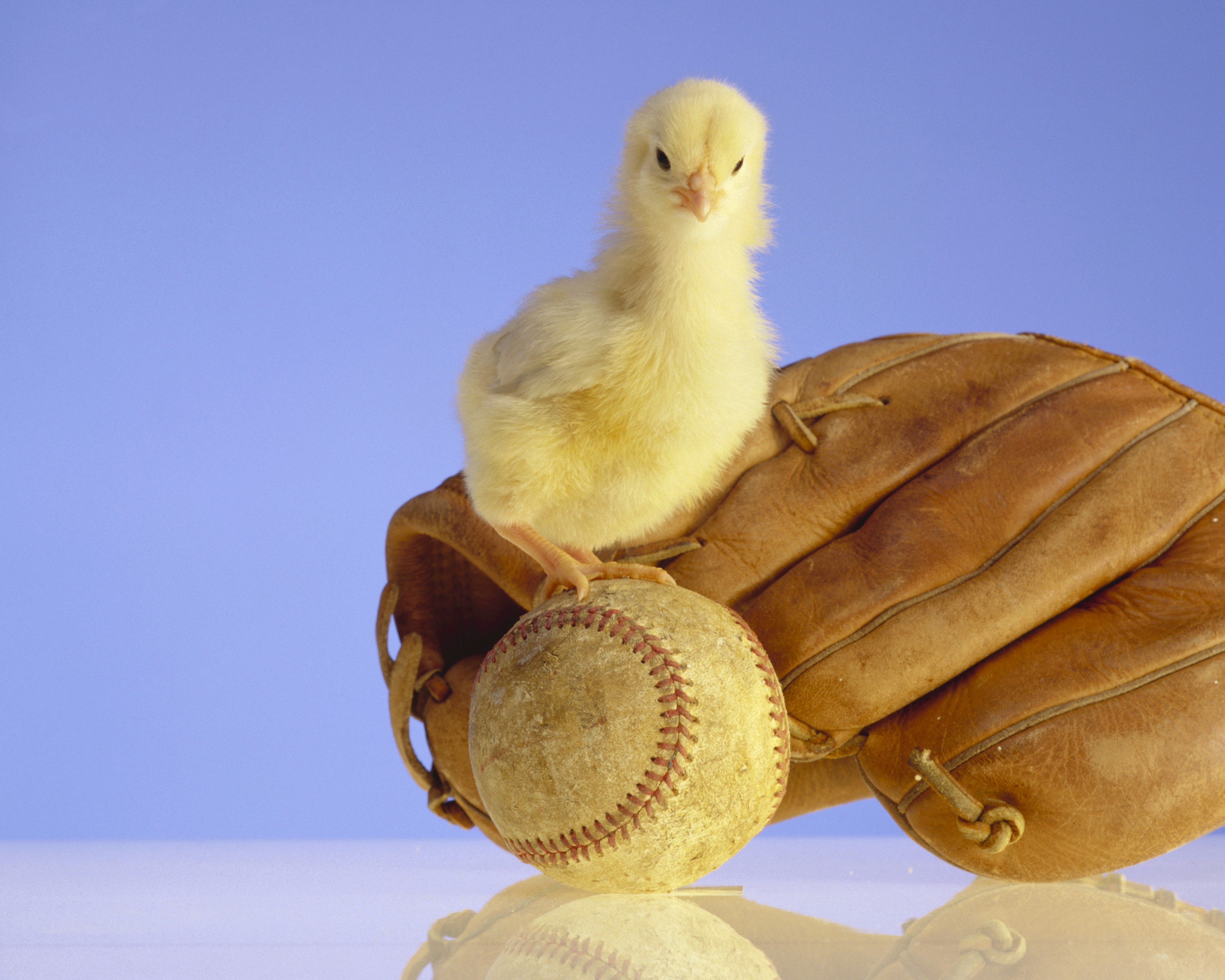 Chick on a baseball glove with a baseball HD Wallpaper