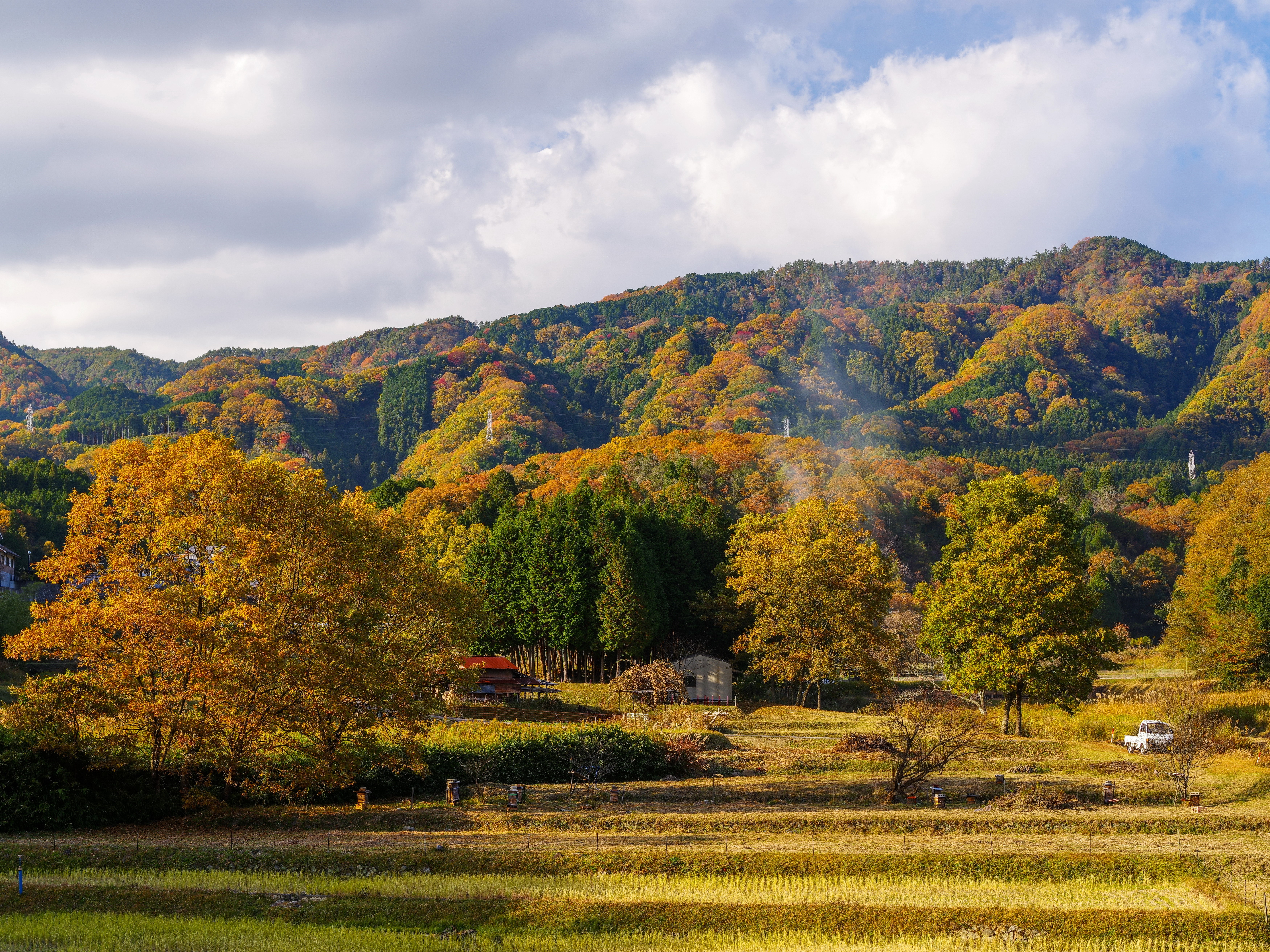 Autumn forest on hills with rice fields HD Wallpaper