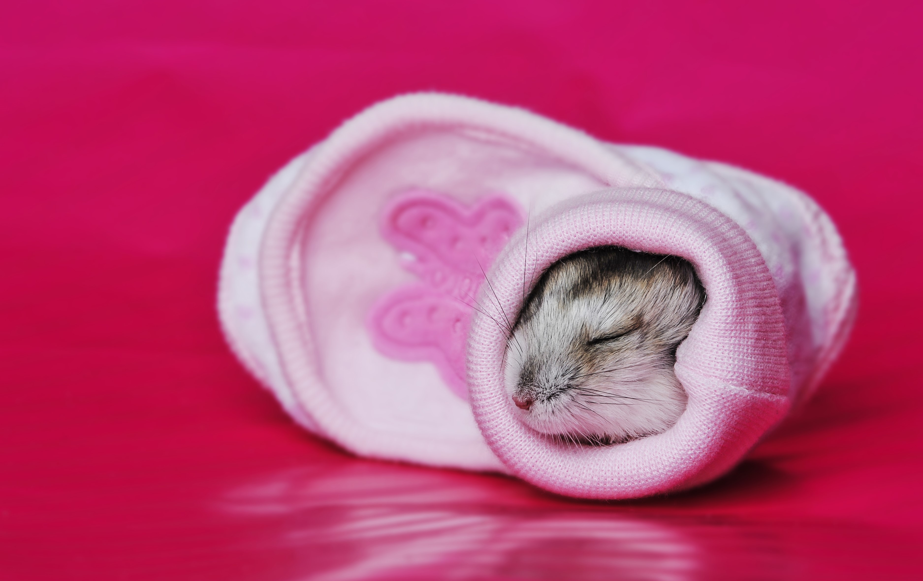 Hamster sleeping in a pink sock HD Wallpaper