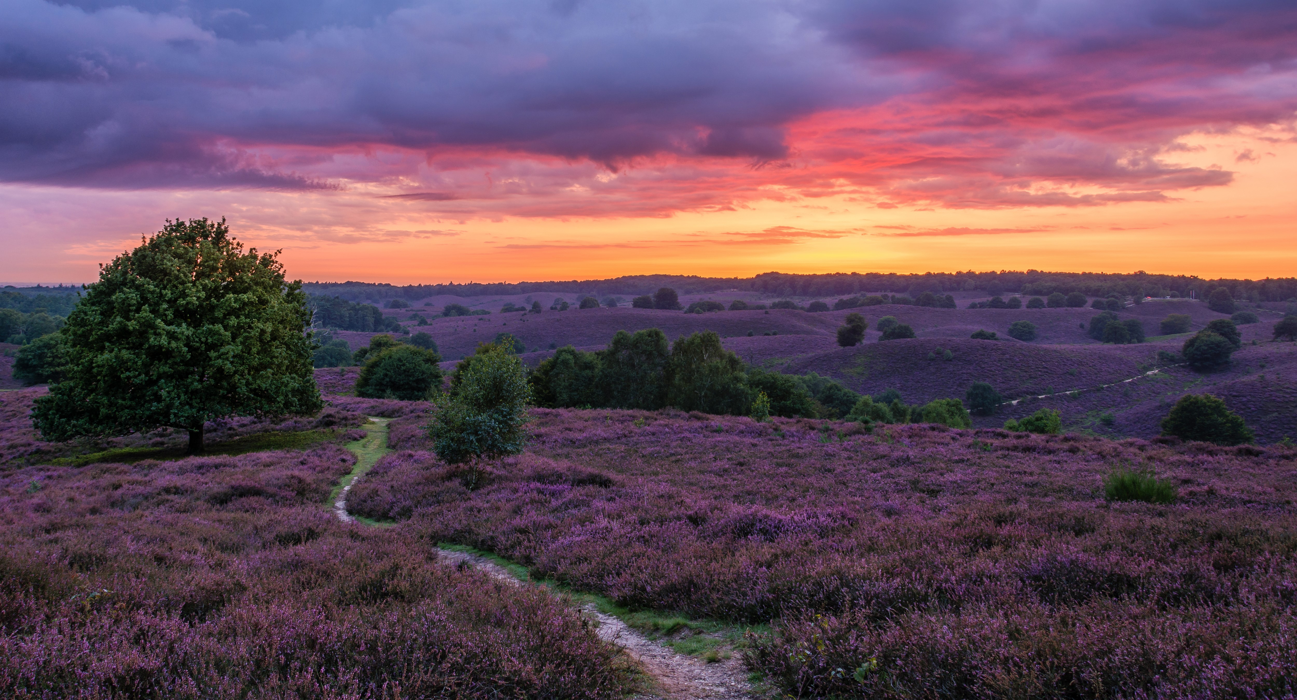 4K Netherlands Lavender Fields at Sunset HD Wallpaper