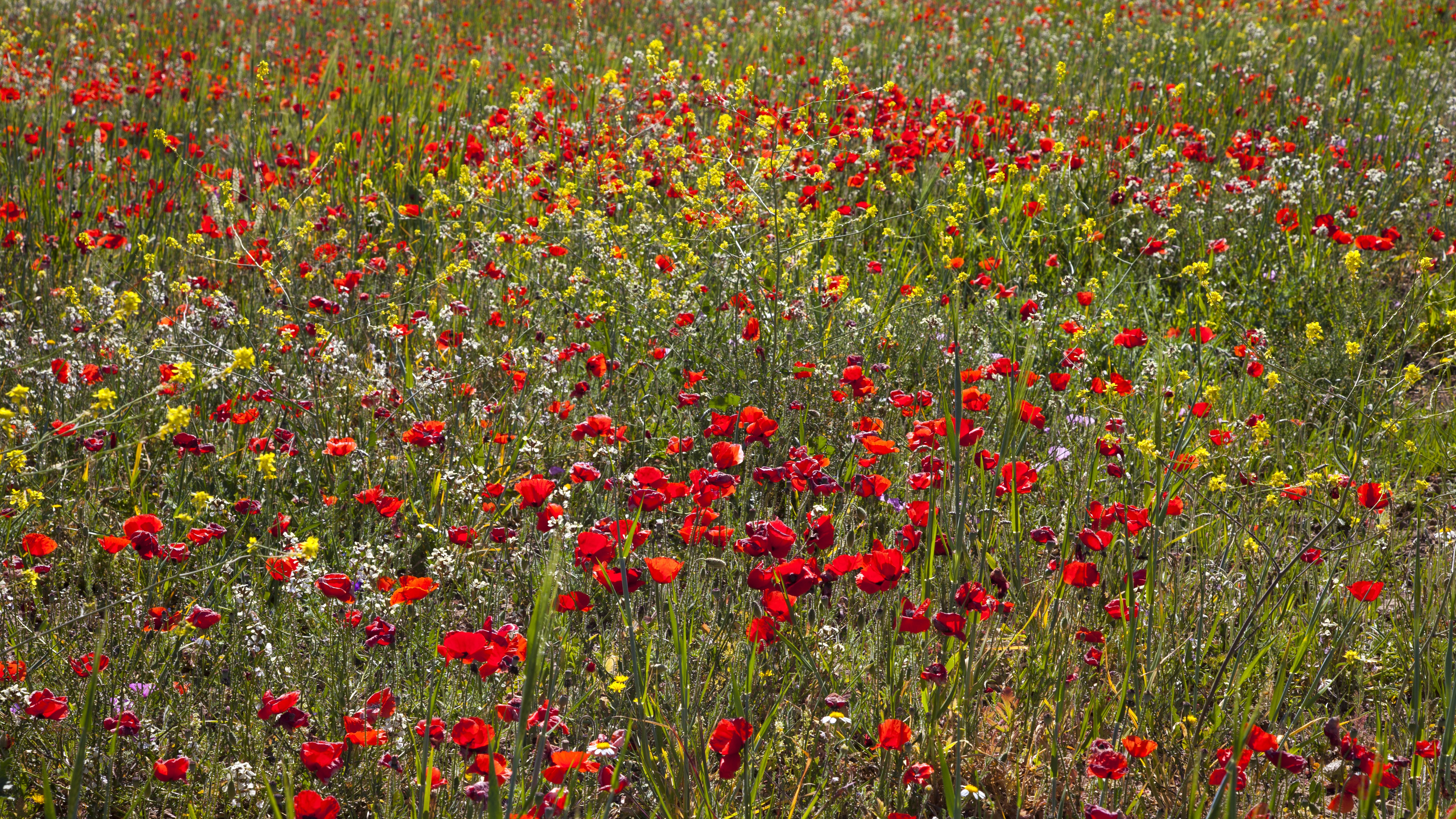 Field of Poppies and Wildflowers HD Wallpaper