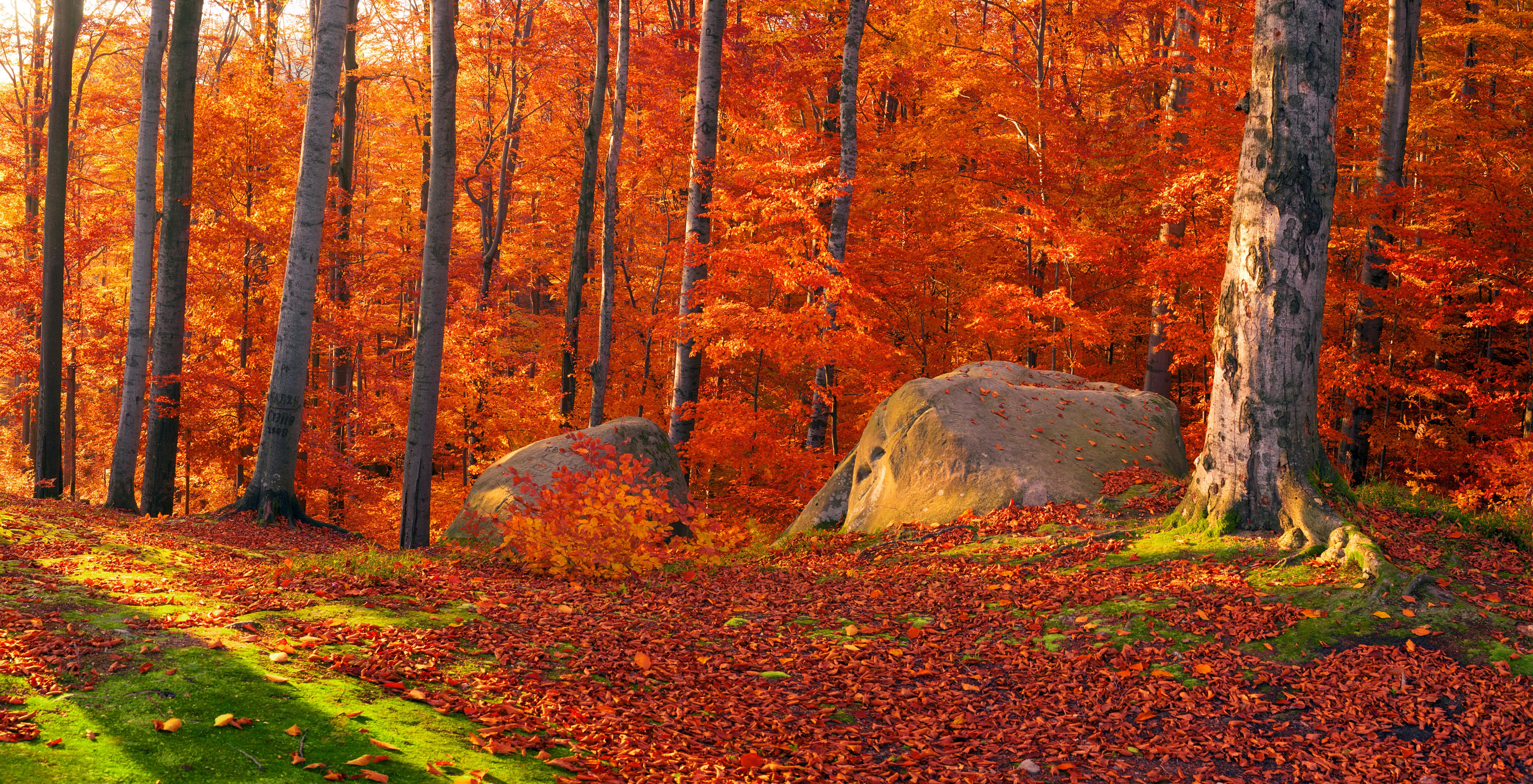 Autumn forest in Zakarpattia, Ukraine with stones and foliage HD Wallpaper