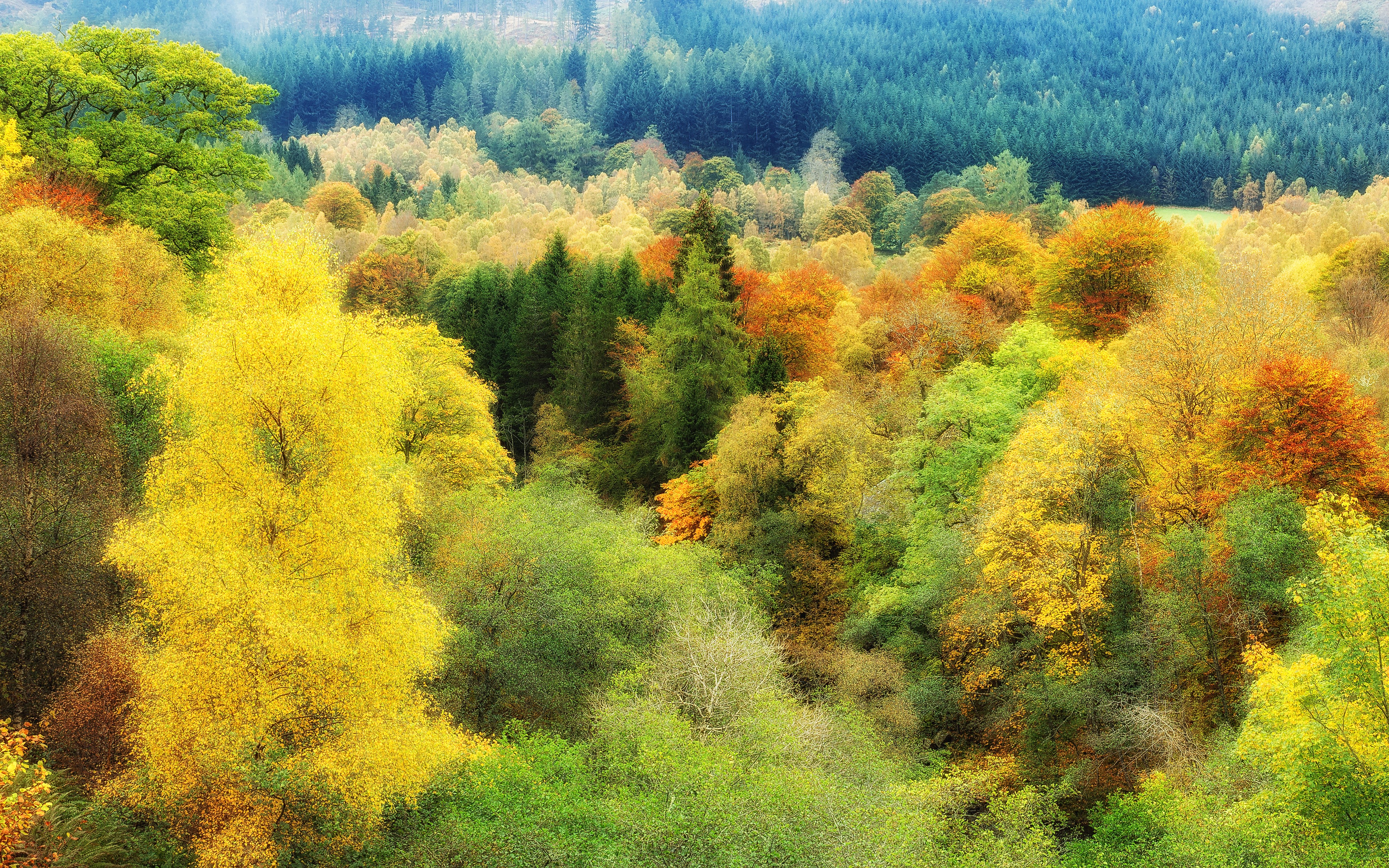 Autumn forest with vibrant trees HD Wallpaper