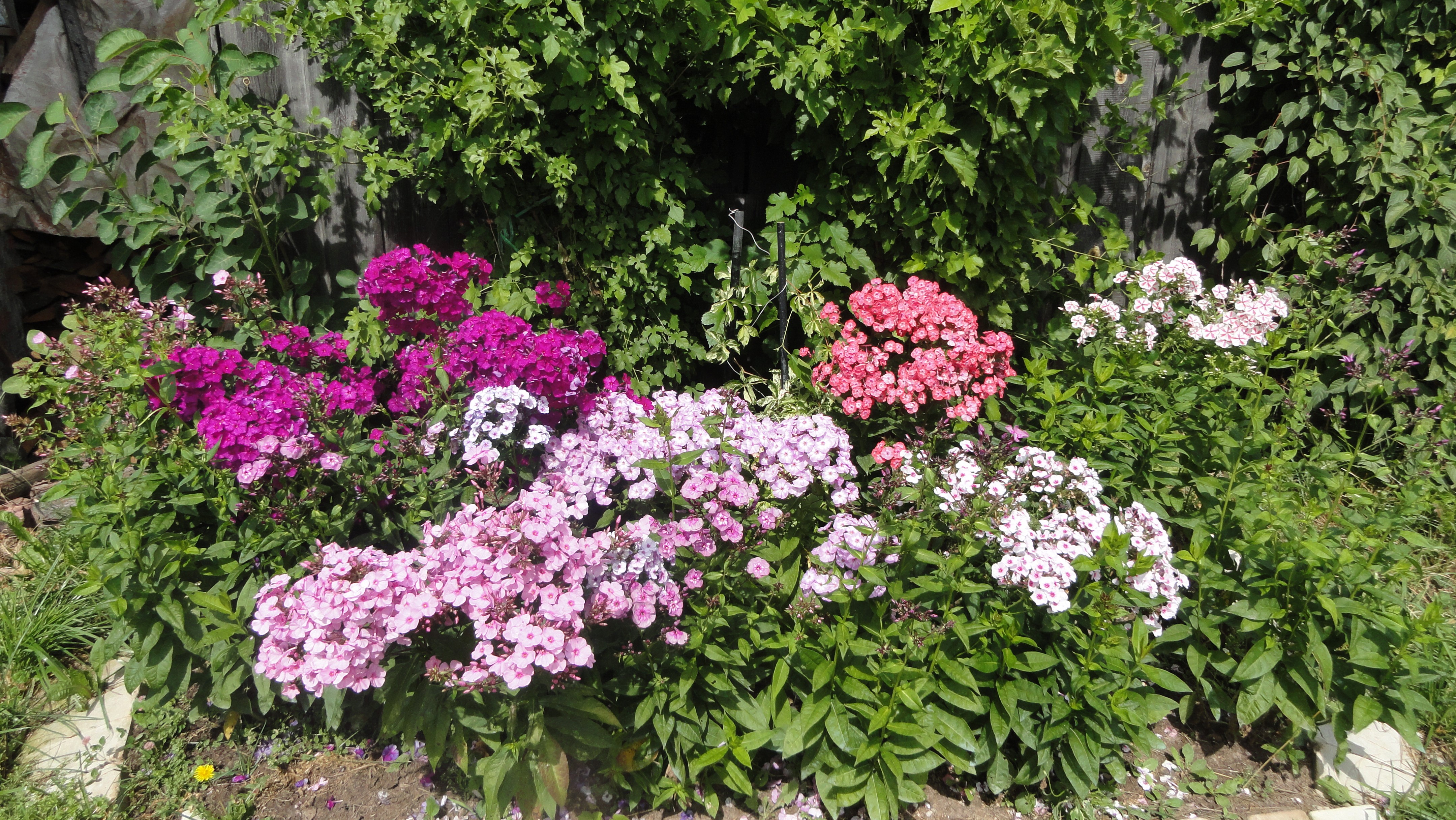Phlox flowers in a garden HD Wallpaper