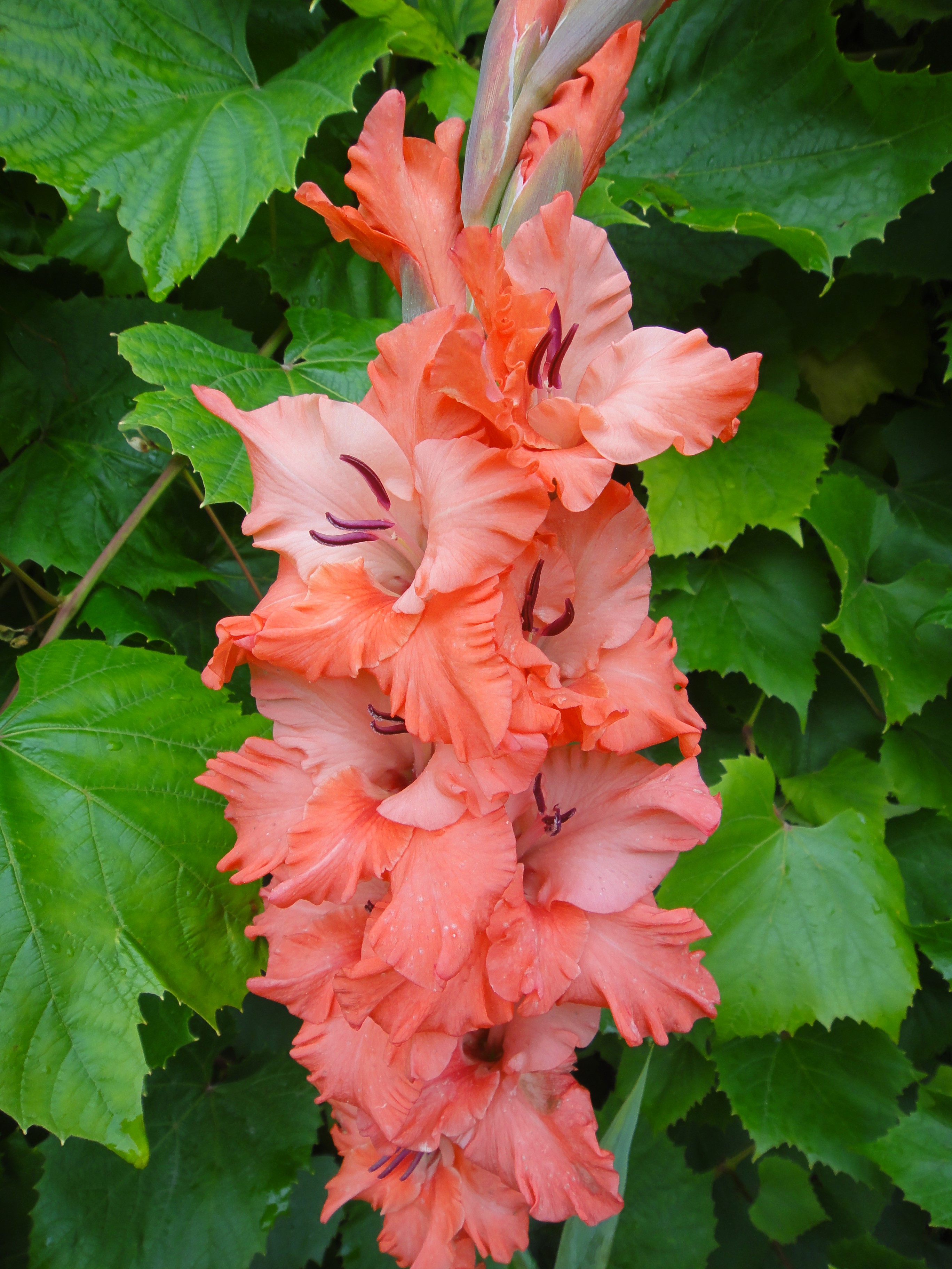 Close-up of pink Gladioluses in bloom HD Phone Wallpaper